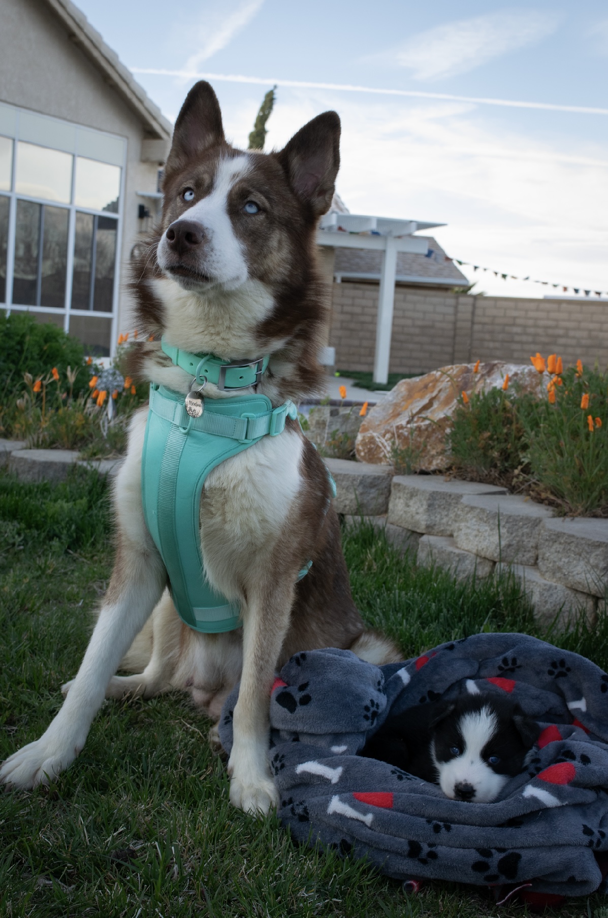Enlarge Meadow, a Adoptable mixed breed in Burbank, CA image 4/6