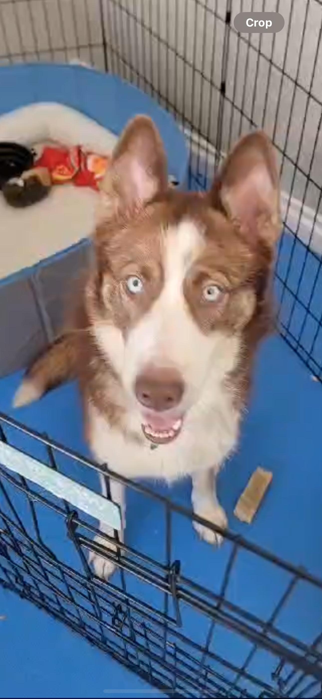 Enlarge Meadow, a Adoptable mixed breed in Burbank, CA image 3/6
