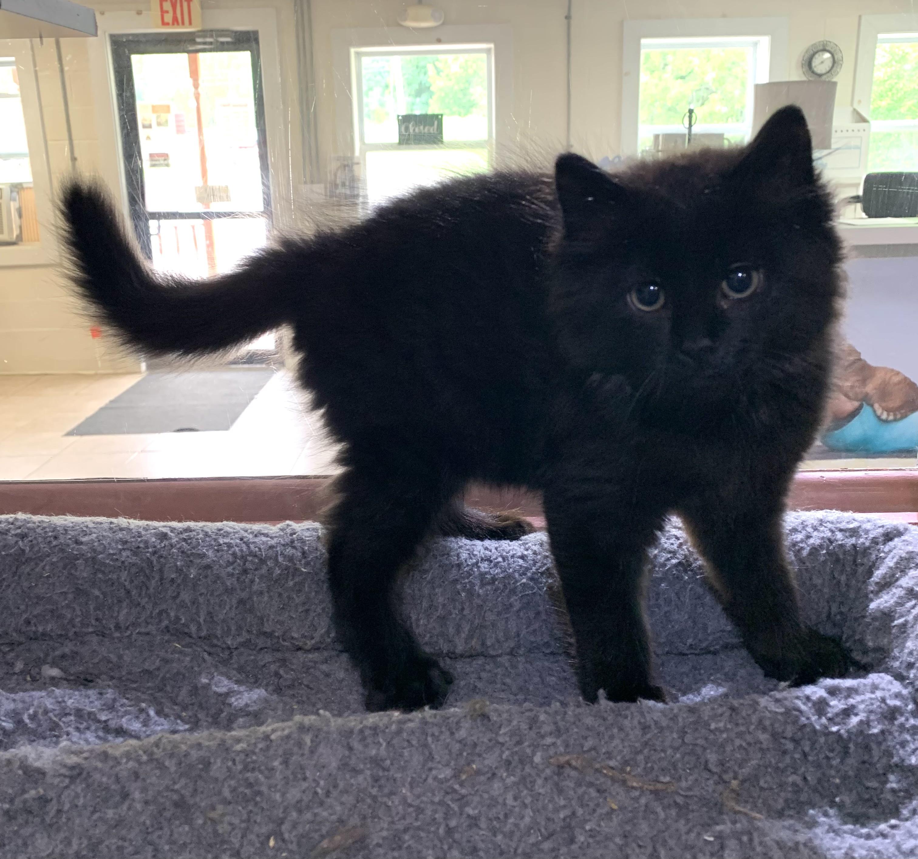 Gomez, adopted, Kitten Male Domestic Long Hair.