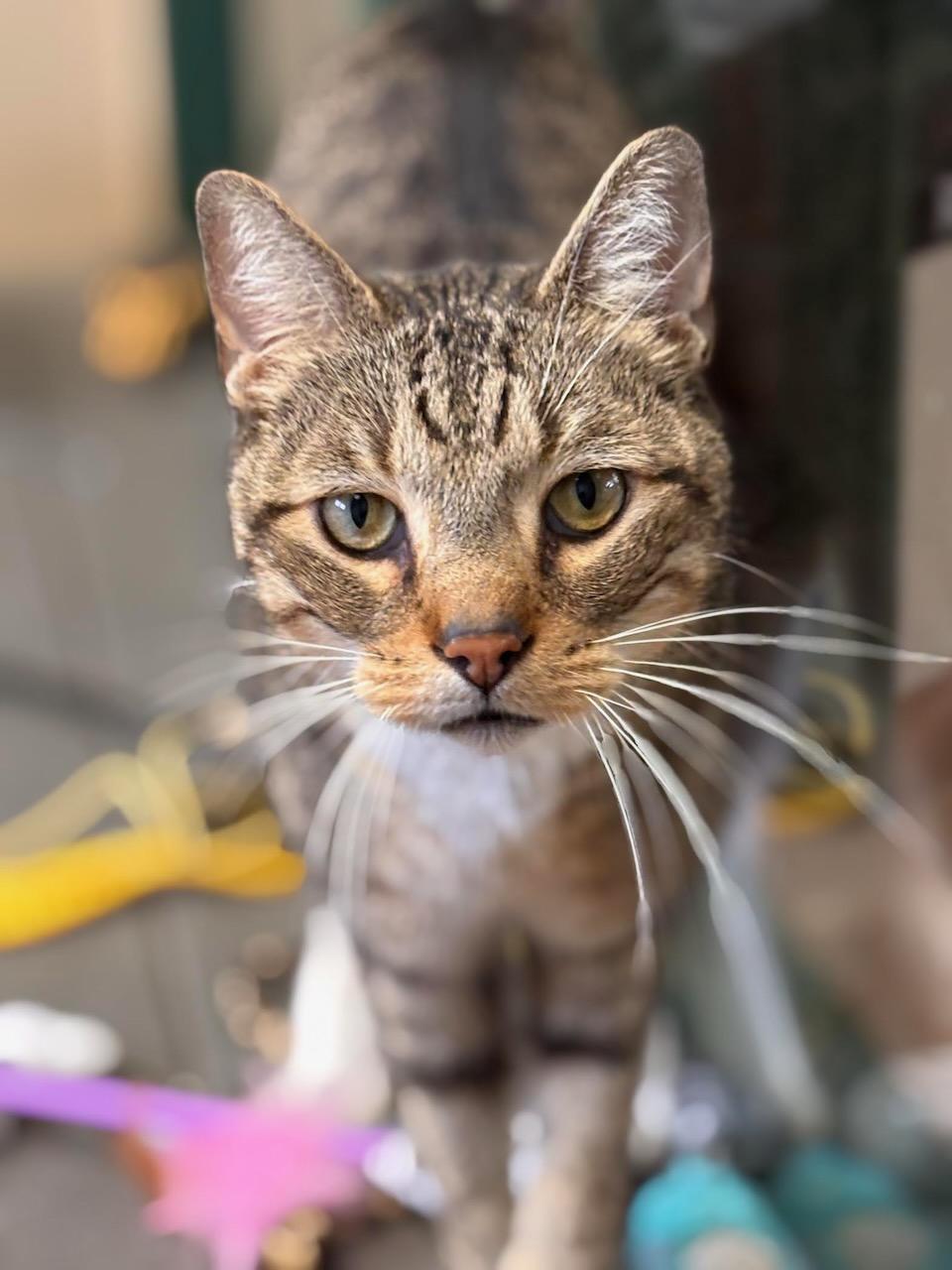 Randy, ADOPTABLE, Adult Male Domestic Short Hair.