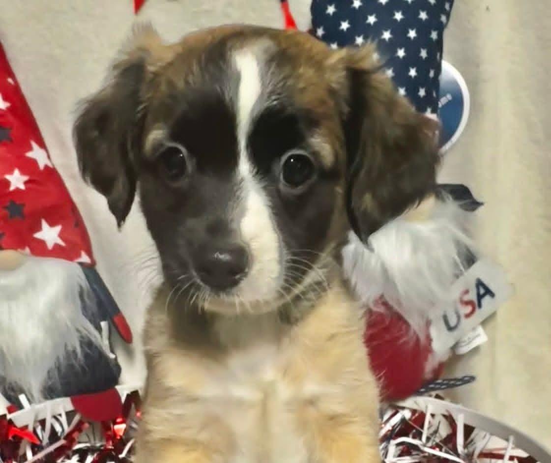 Blossom, an adopted mixed breed in Groton, CT image 2/3