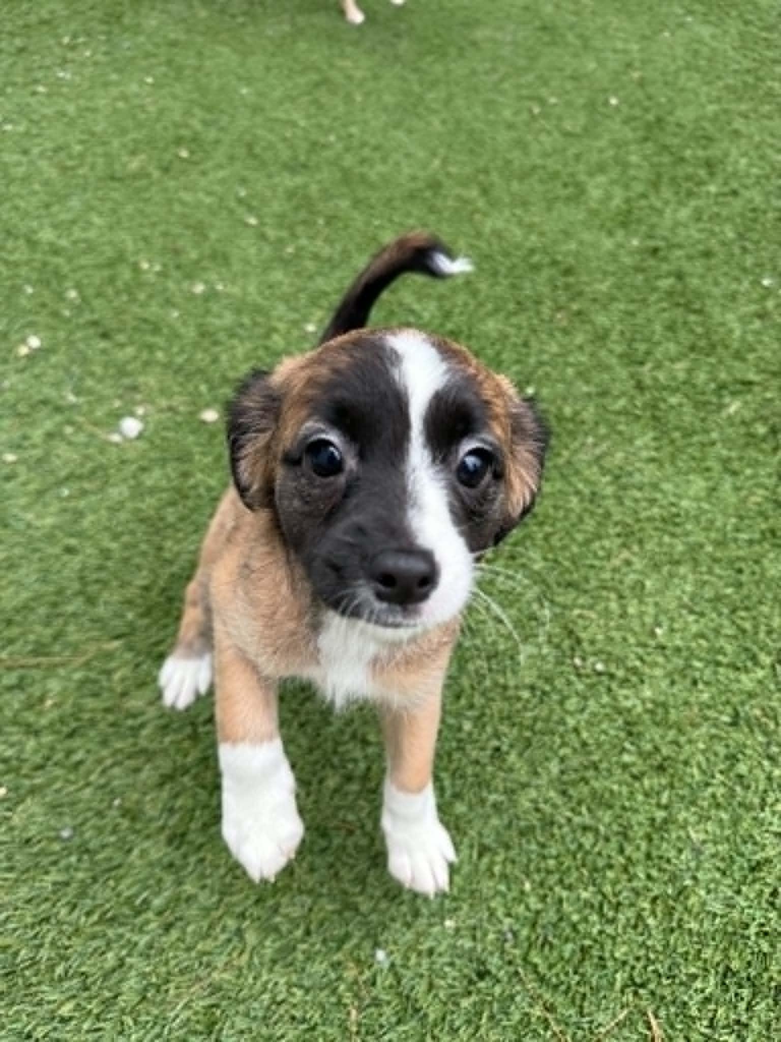 Blossom, adopted, Puppy Female Chihuahua.