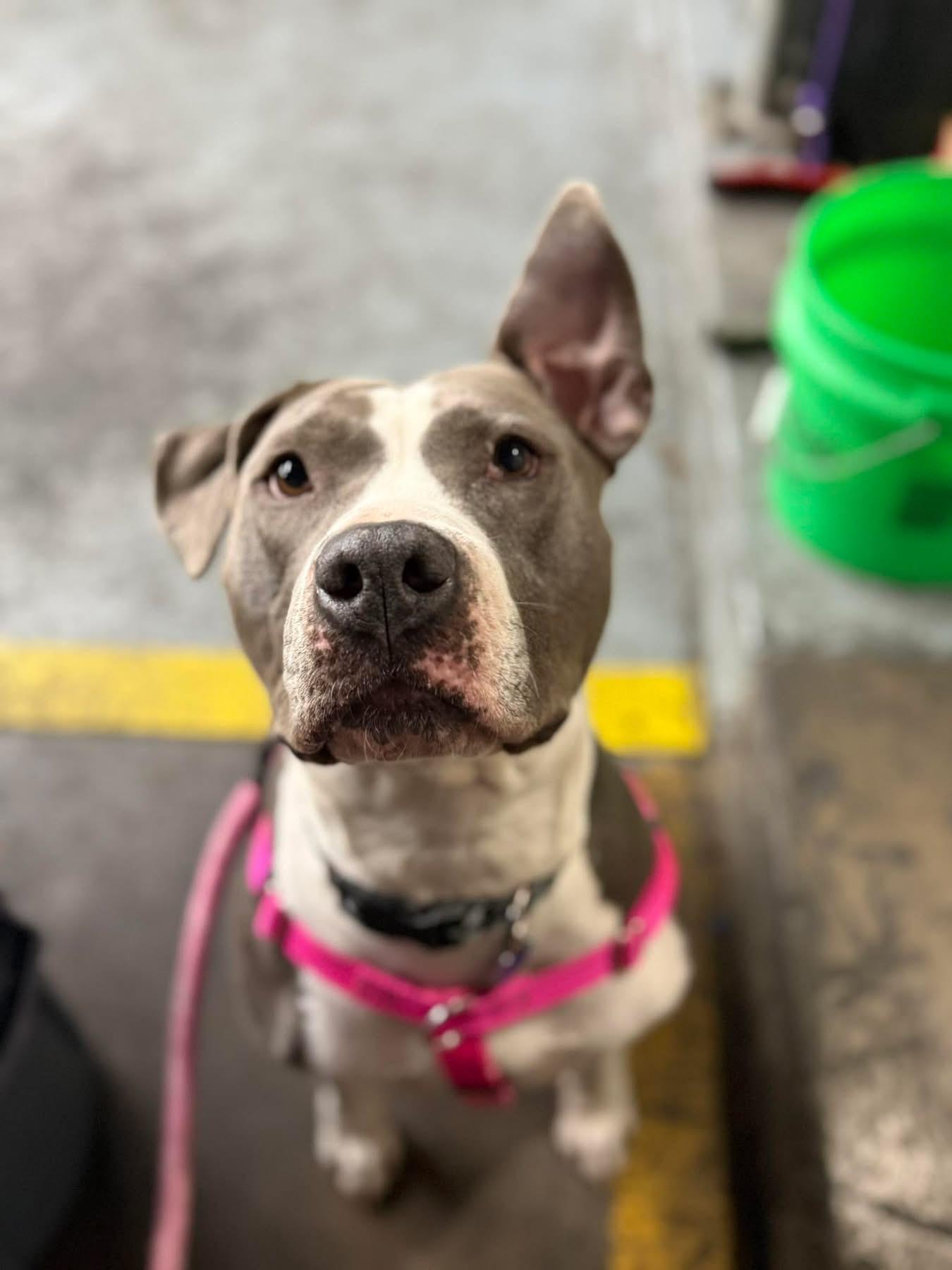 Enlarge Tori, a Adoptable Mixed Breed in Blue Island, IL image 1/4