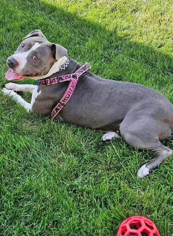 Tori, a Adoptable Mixed Breed in Blue Island, IL image 2/3