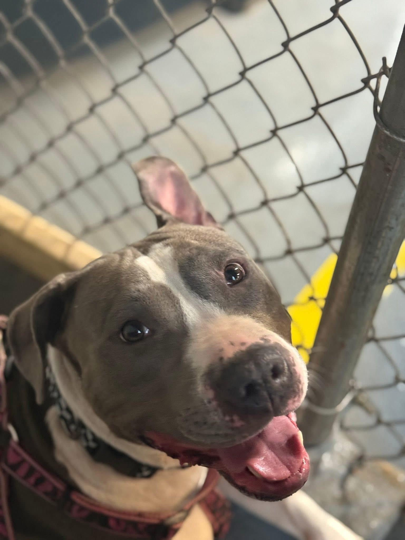 Tori, Adoptable, Young Female Mixed Breed.