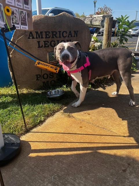 Tori, a Adoptable Mixed Breed in Blue Island, IL image 3/3