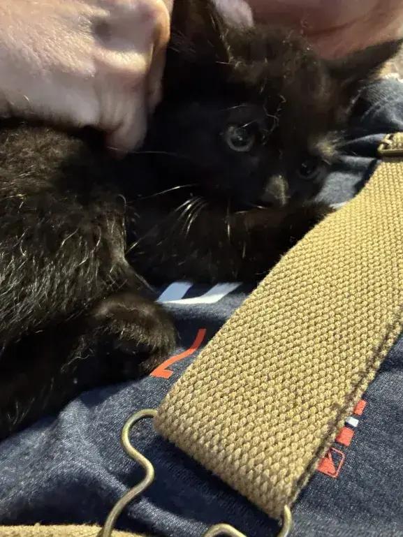 Krissy, Adoptable, Kitten Female Domestic Short Hair.