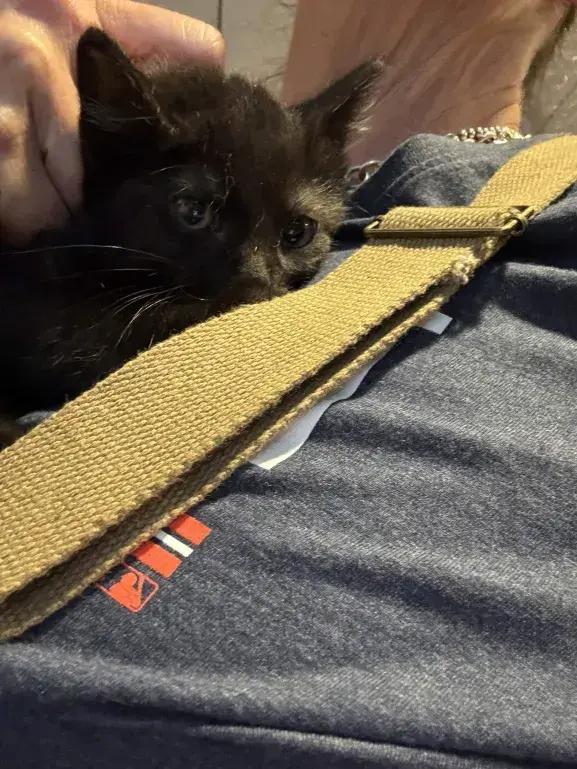Krissy, a Adoptable Domestic Short Hair in Grand Rapids, MI image 2/3