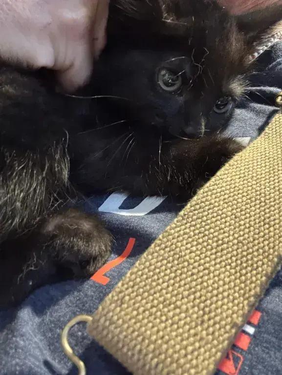 Krissy, a Adoptable Domestic Short Hair in Grand Rapids, MI image 3/3
