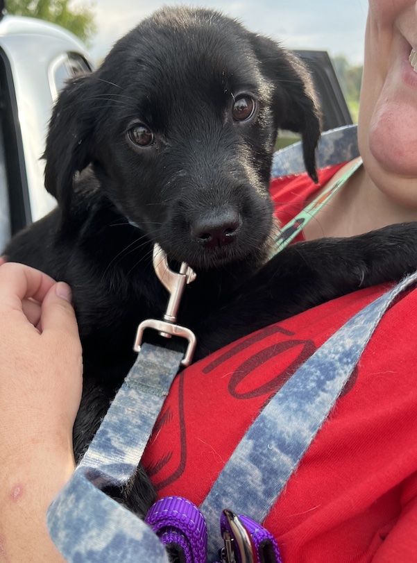 Dog for adoption OctoberNot Accepting Applications Yet!, a Labrador