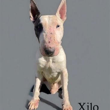 Xilo