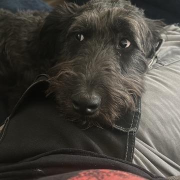 Banjo, Adoptable, Young Male Standard Poodle & Australian Shepherd.