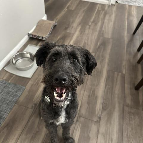 Enlarge Banjo, a Adoptable mixed breed in North Las Vegas, NV image 2/3