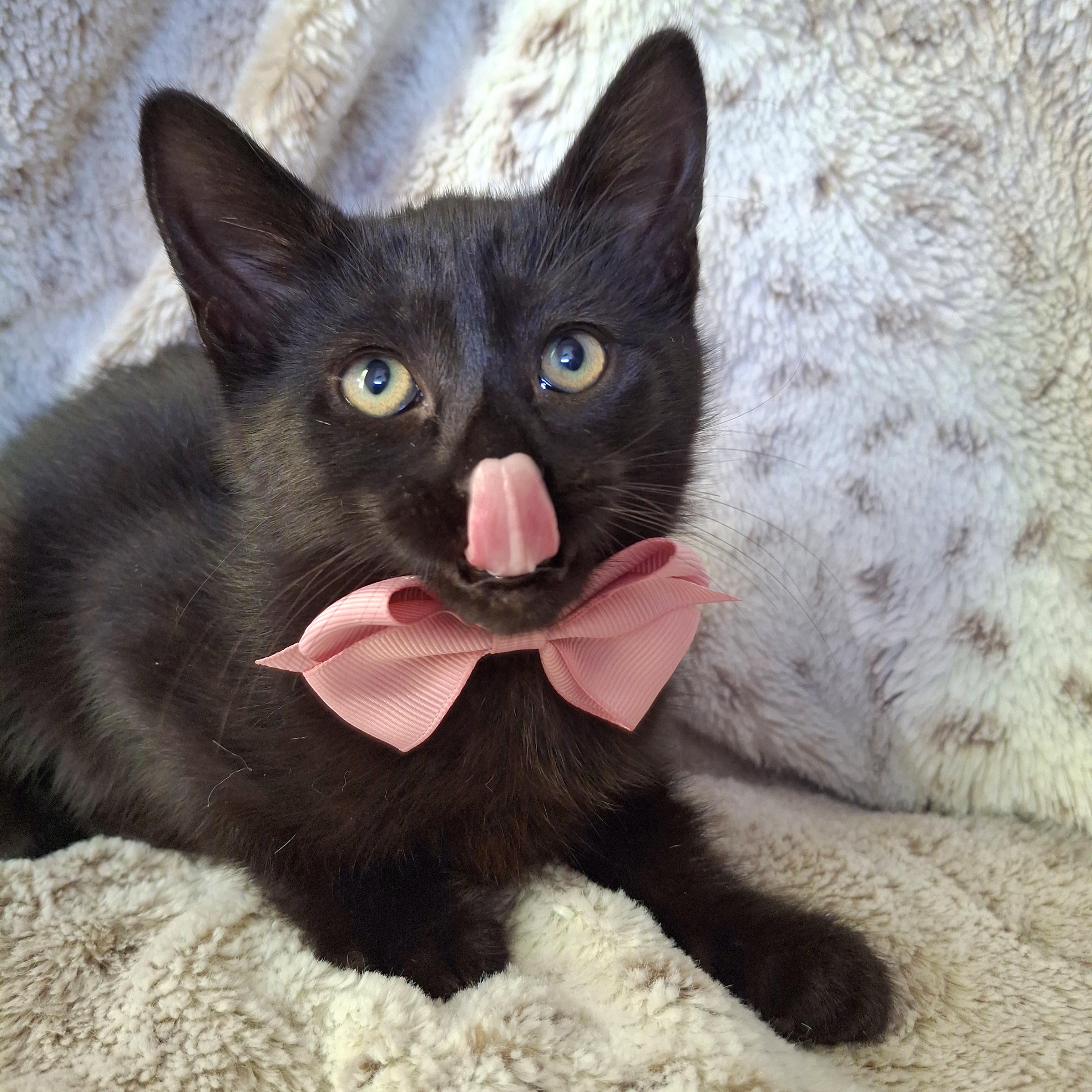 Enlarge IVY, a Adoptable mixed breed in Fullerton, CA image 3/5