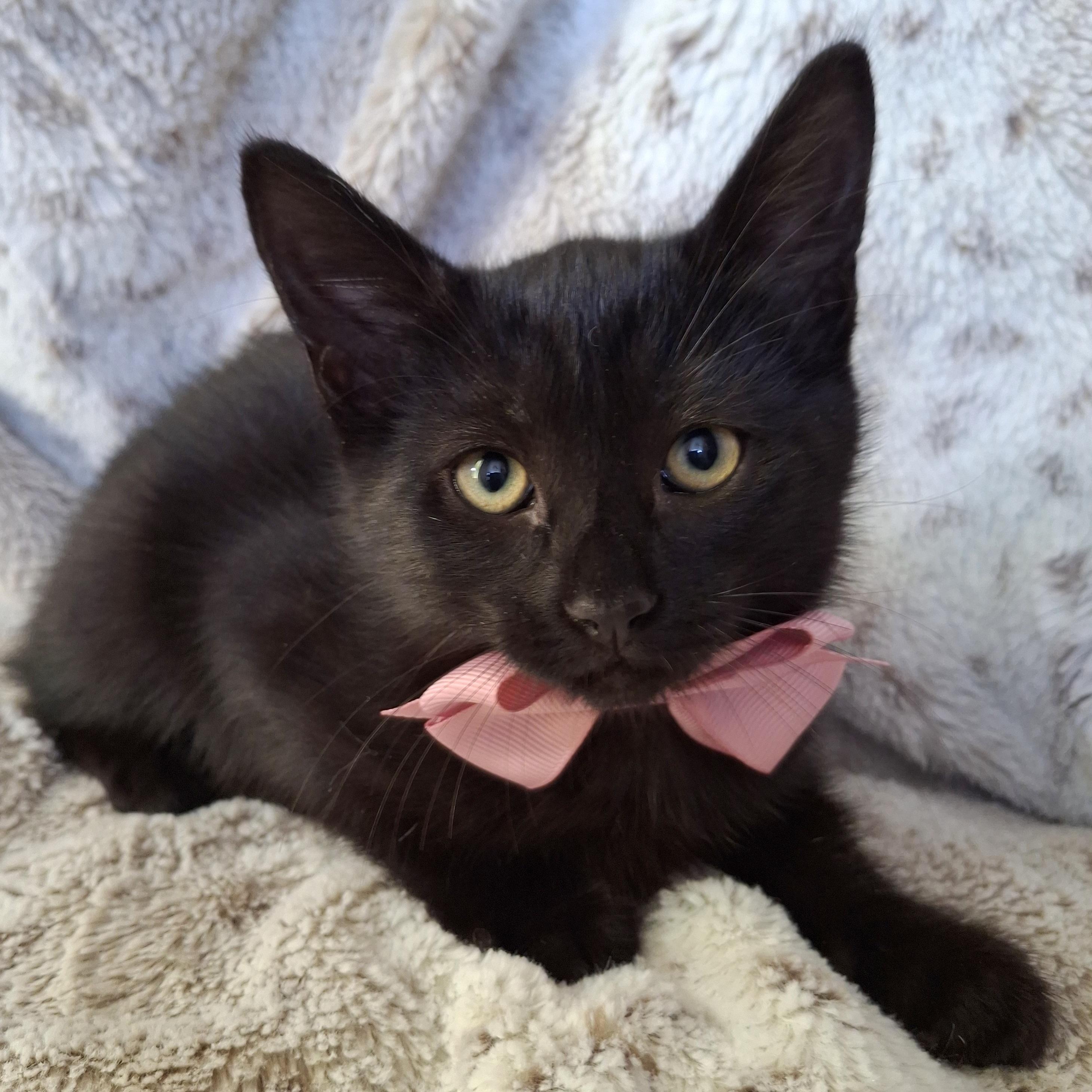 Enlarge IVY, a Adoptable mixed breed in Fullerton, CA image 4/5