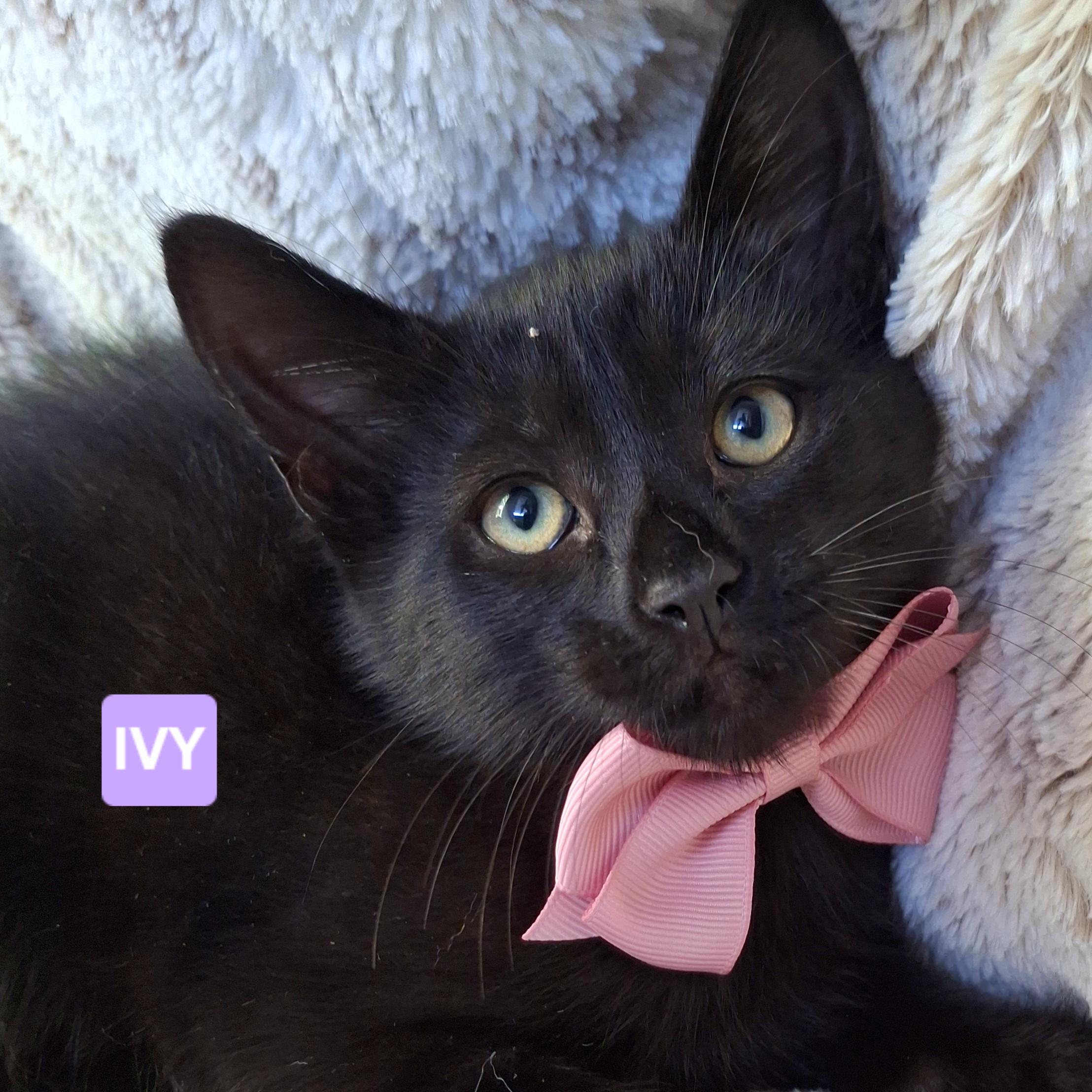 Enlarge IVY, a Adoptable mixed breed in Fullerton, CA image 2/5