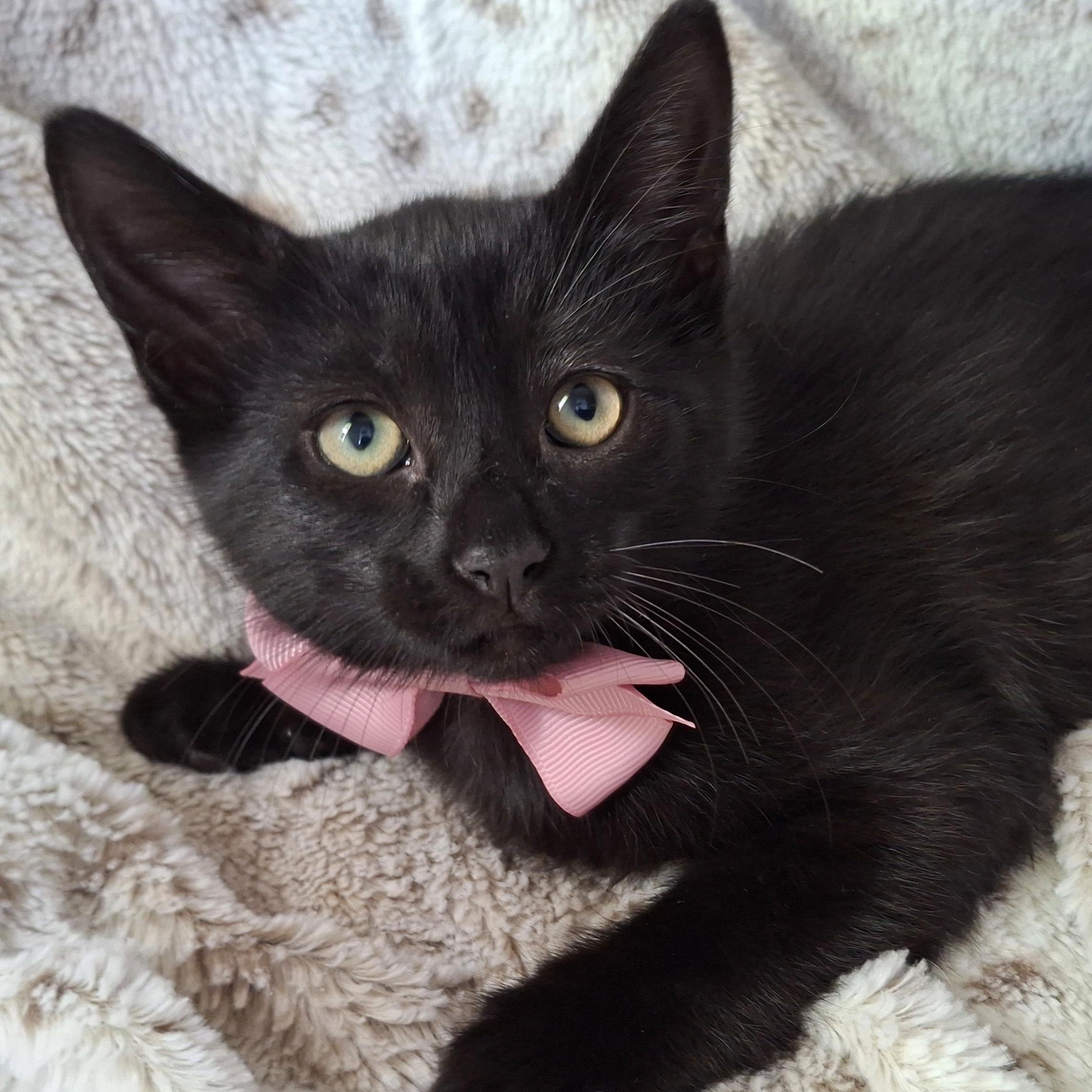 IVY, Adoptable, Kitten Female Domestic Short Hair & Bombay.