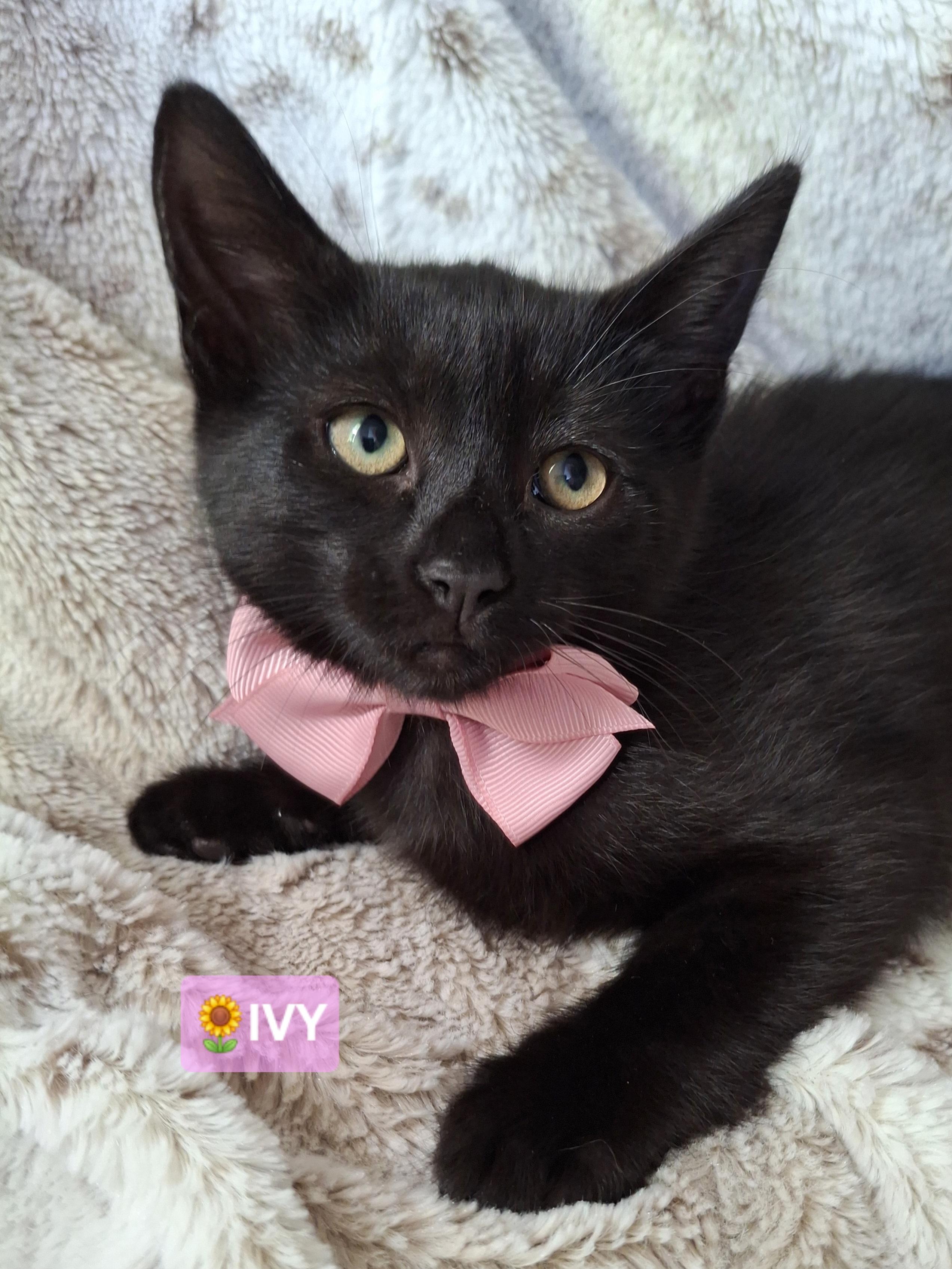 Enlarge IVY, a Adoptable mixed breed in Fullerton, CA image 5/5