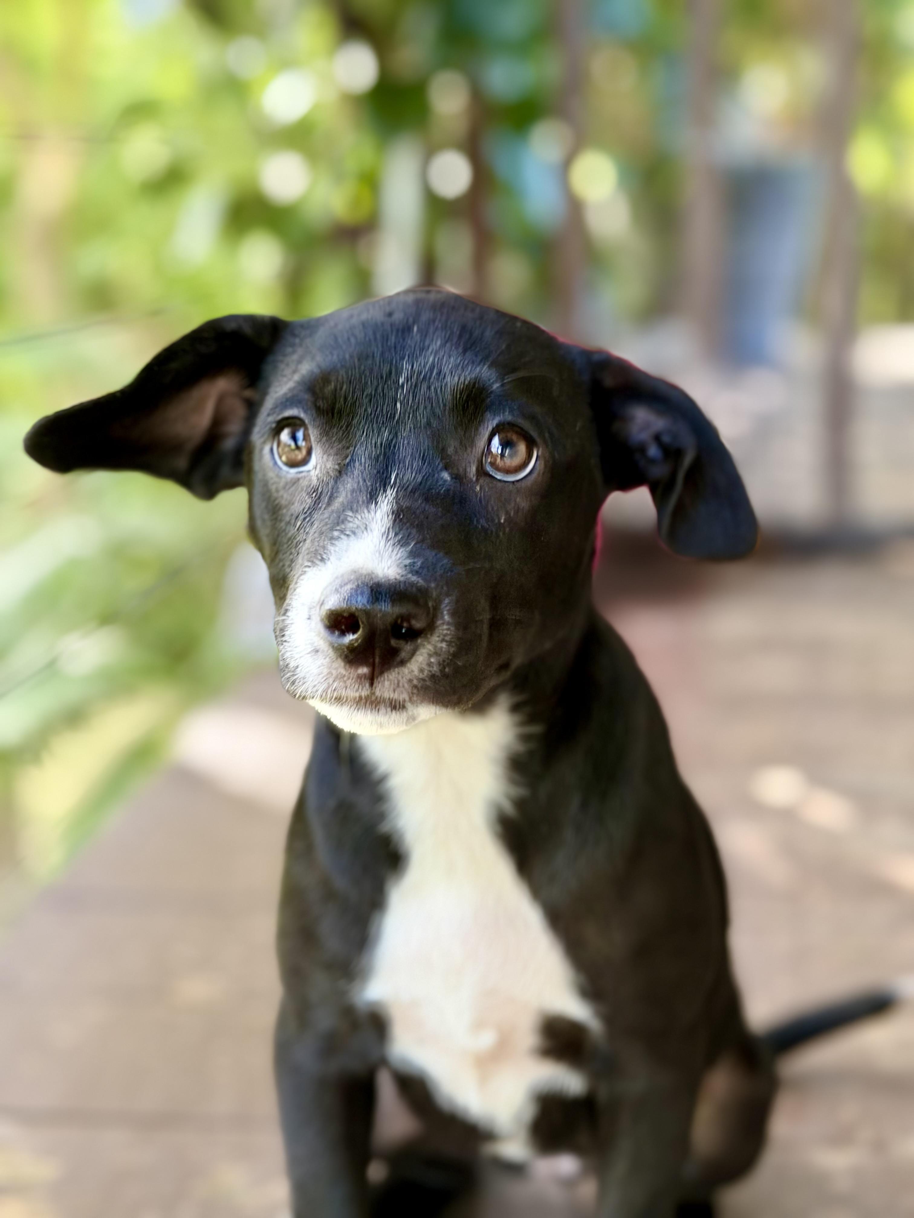 Enlarge Jane what a love, a Adoptable mixed breed in Tampa, FL image 3/6