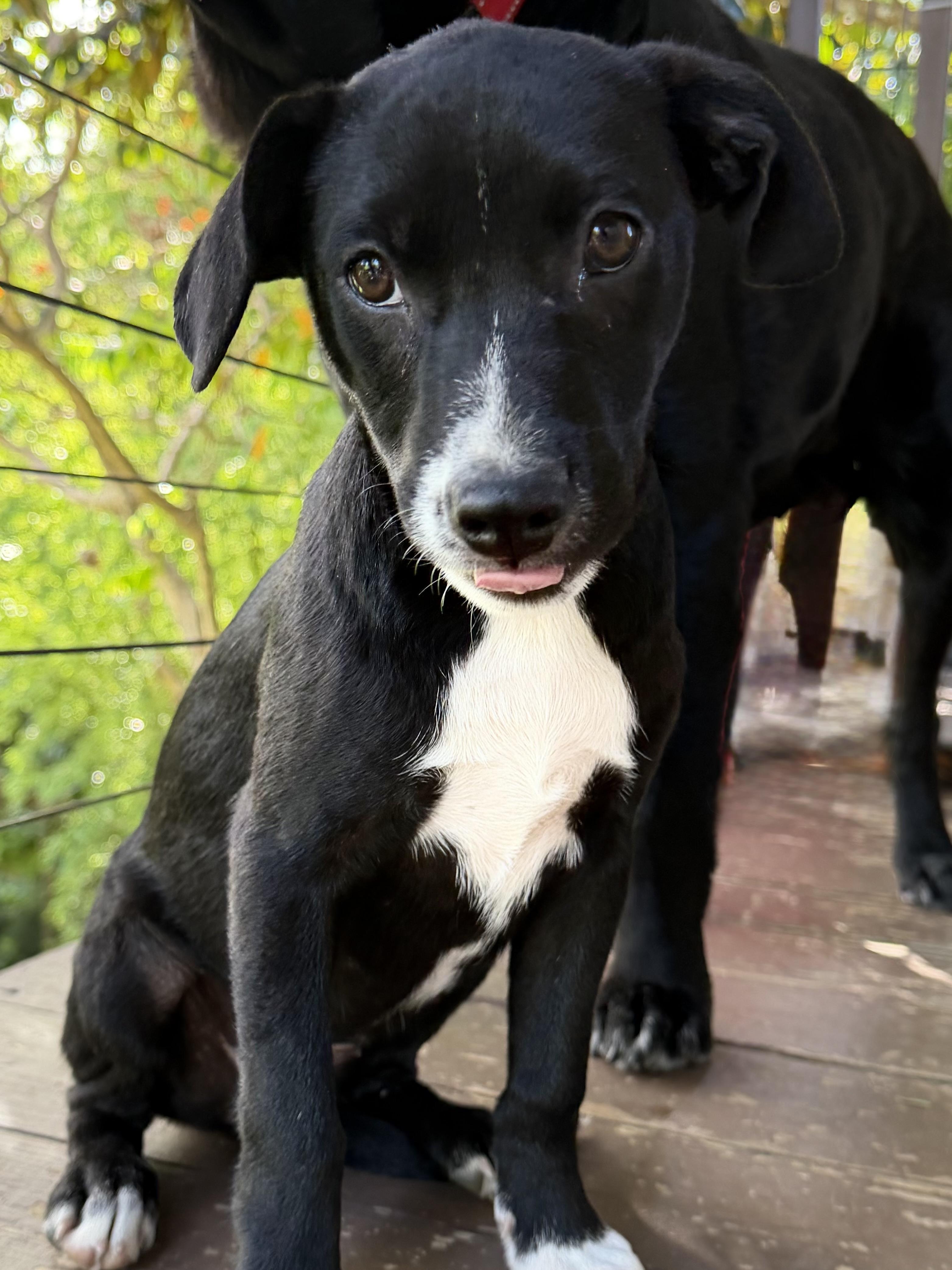 Enlarge Jane what a love, a Adoptable mixed breed in Tampa, FL image 4/6
