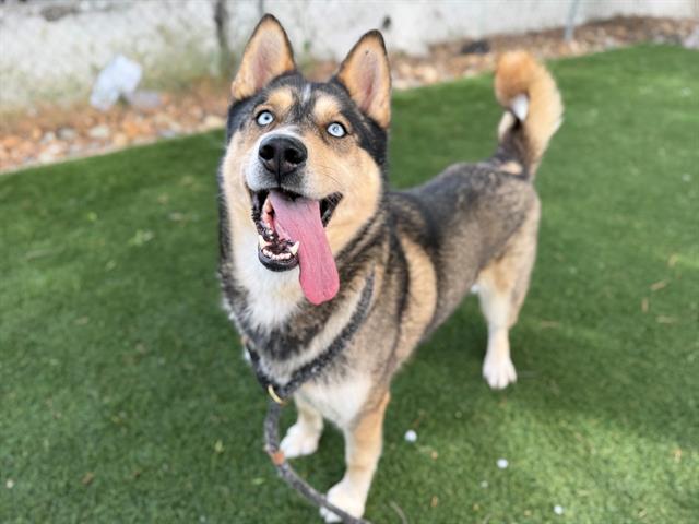 BABY, Adoptable, Adult Female Siberian Husky & Mixed Breed.