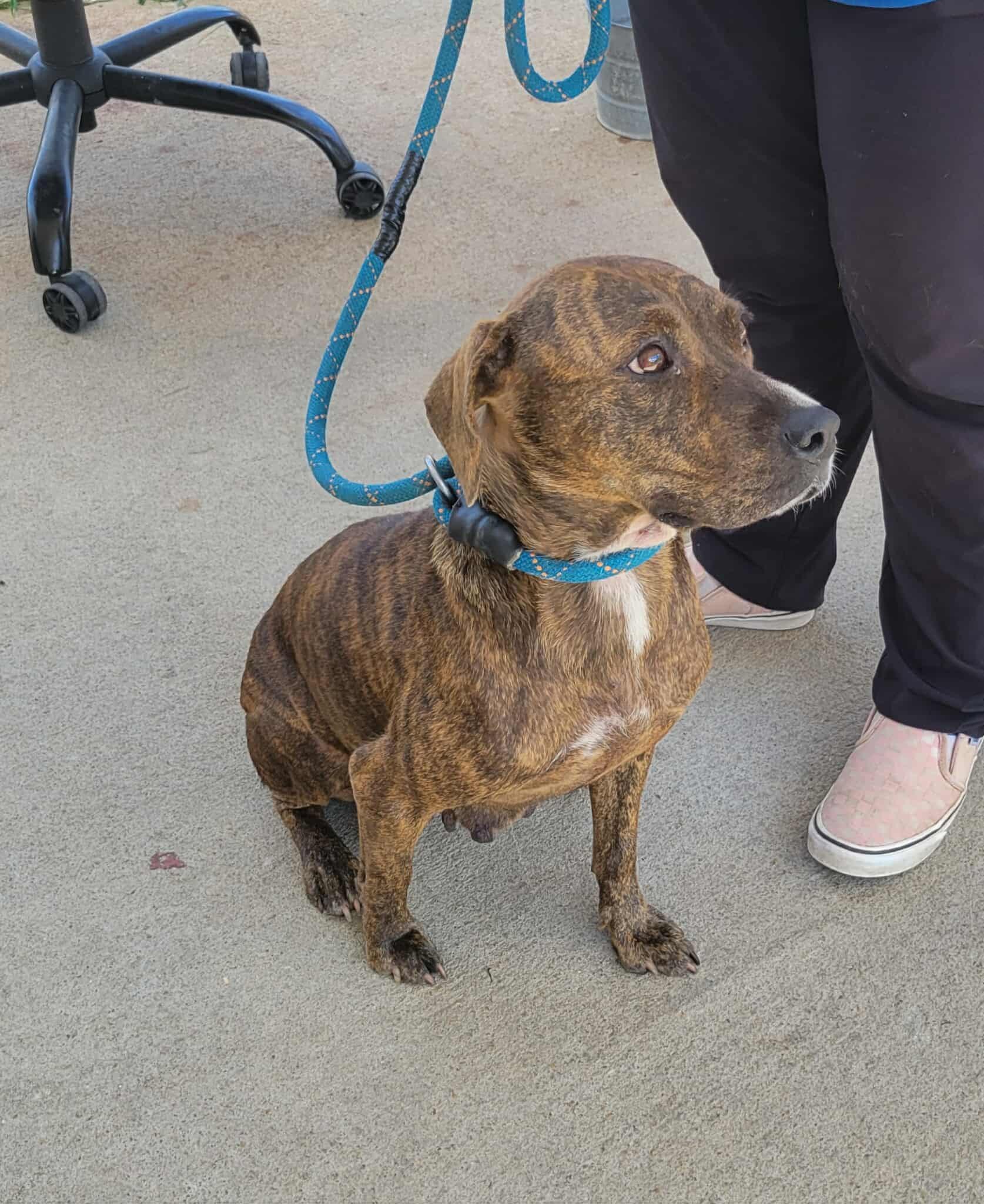 Livvie (Small Brindle Beauty looking for her hero!), Adult Female Mixed Breed