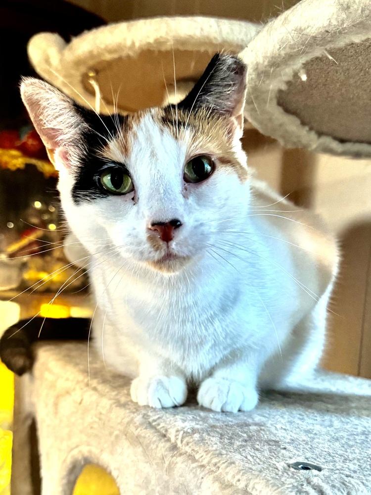 Meredith, a Adoptable American Shorthair in La valle, WI image 1/2