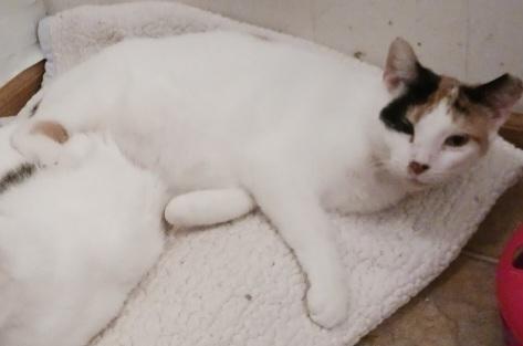 Meredith, a Adoptable American Shorthair in La valle, WI image 2/2