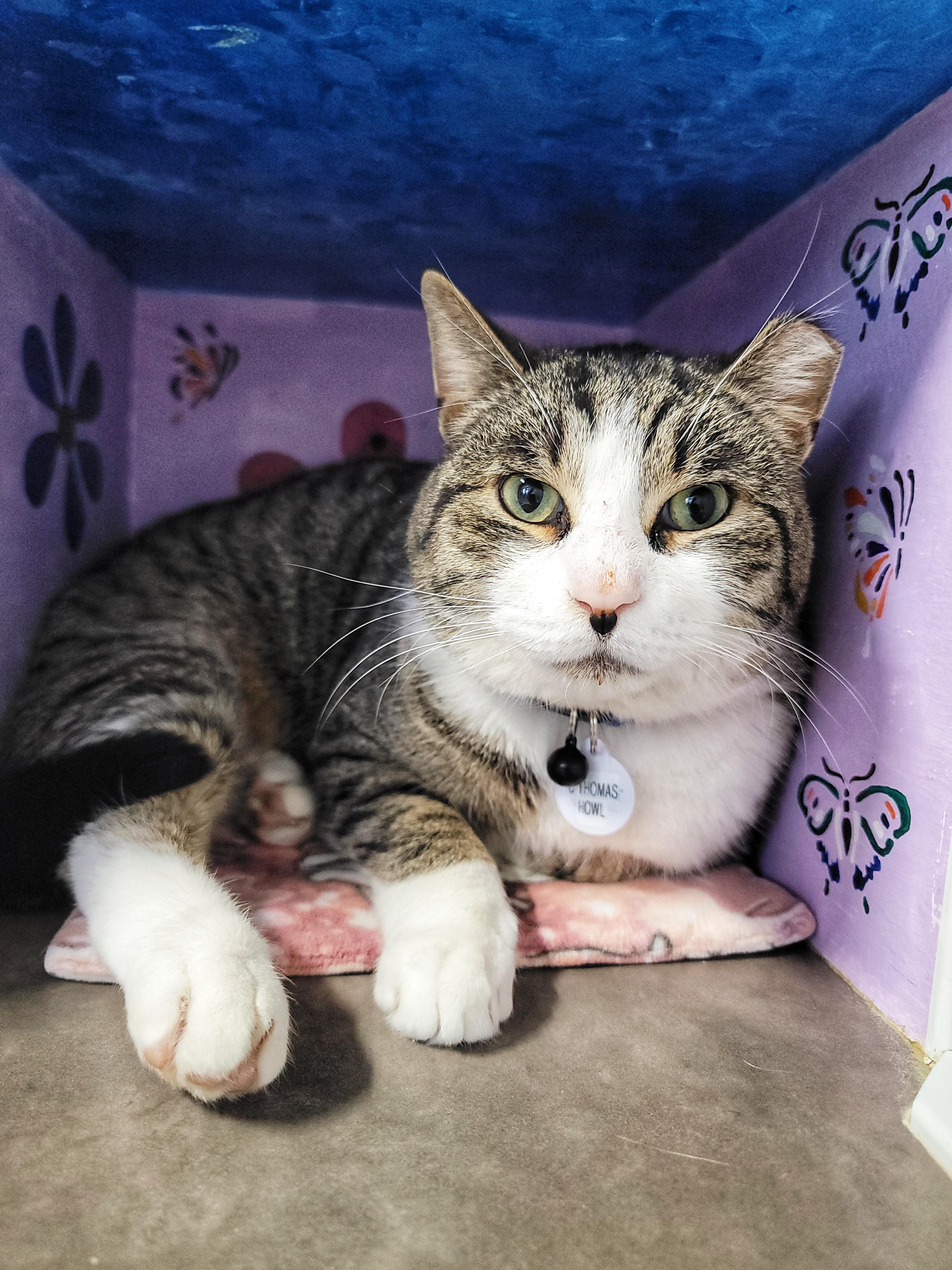 Enlarge C. Thomas Howl , an adopted Domestic Short Hair in Grand Rapids, MI image 2/3