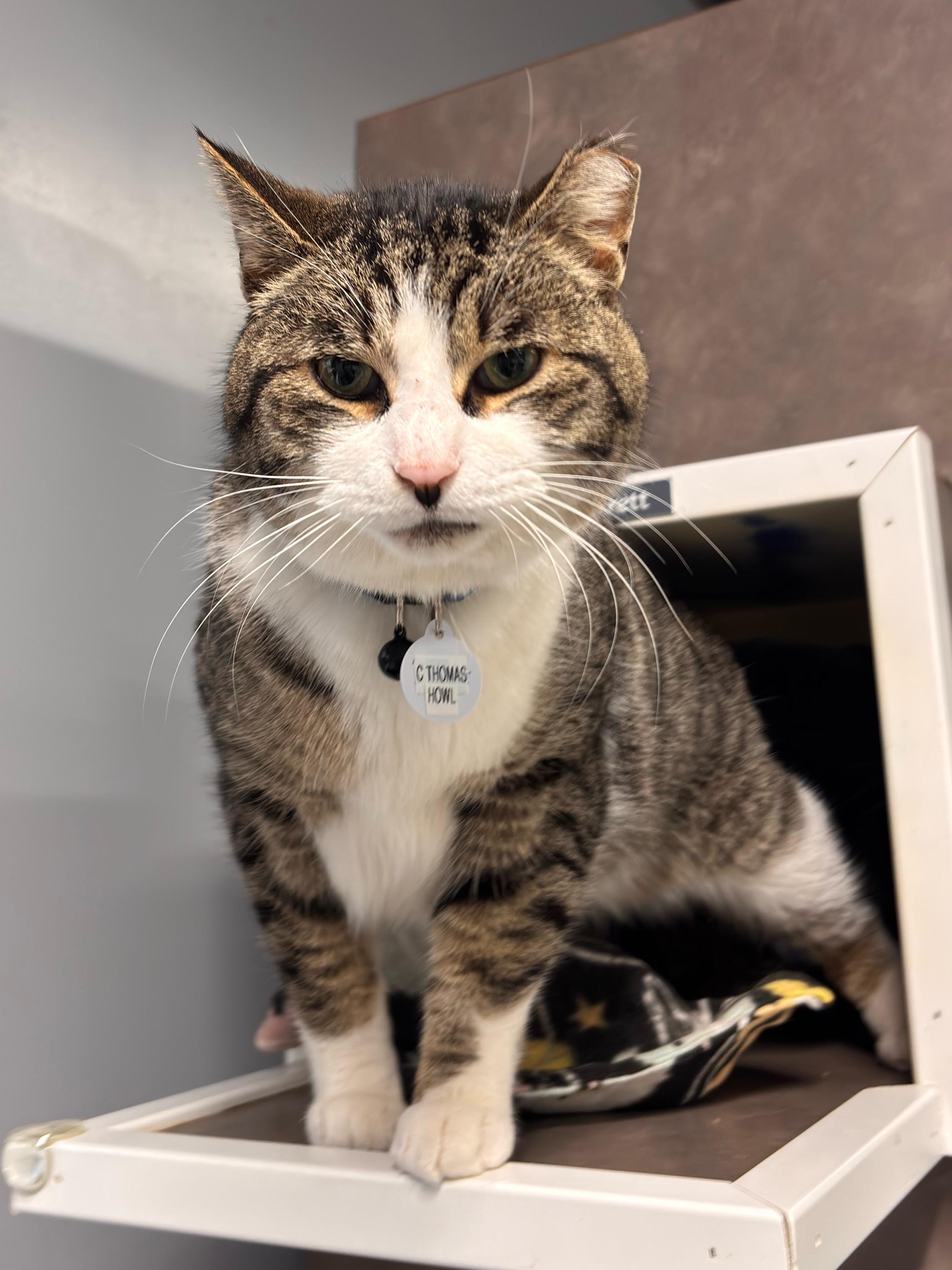Enlarge C. Thomas Howl , an adopted Domestic Short Hair in Grand Rapids, MI image 3/3