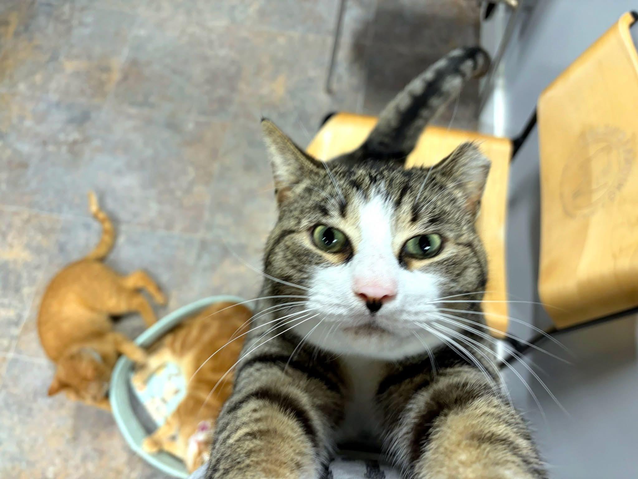C. Thomas Howl , adopted, Adult Male Domestic Short Hair.
