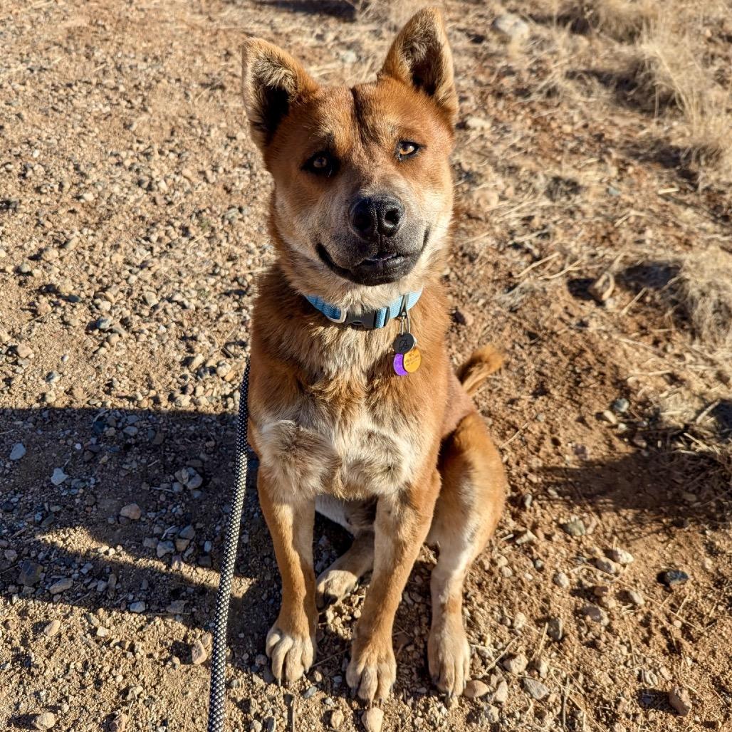 Enlarge Redmond, a Adoptable Mixed Breed in Prescott, AZ image 2/6