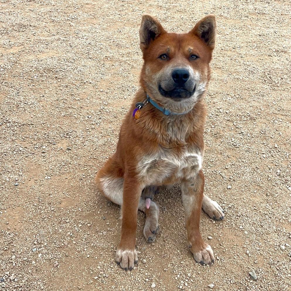 Enlarge Redmond, a Adoptable Mixed Breed in Prescott, AZ image 3/6