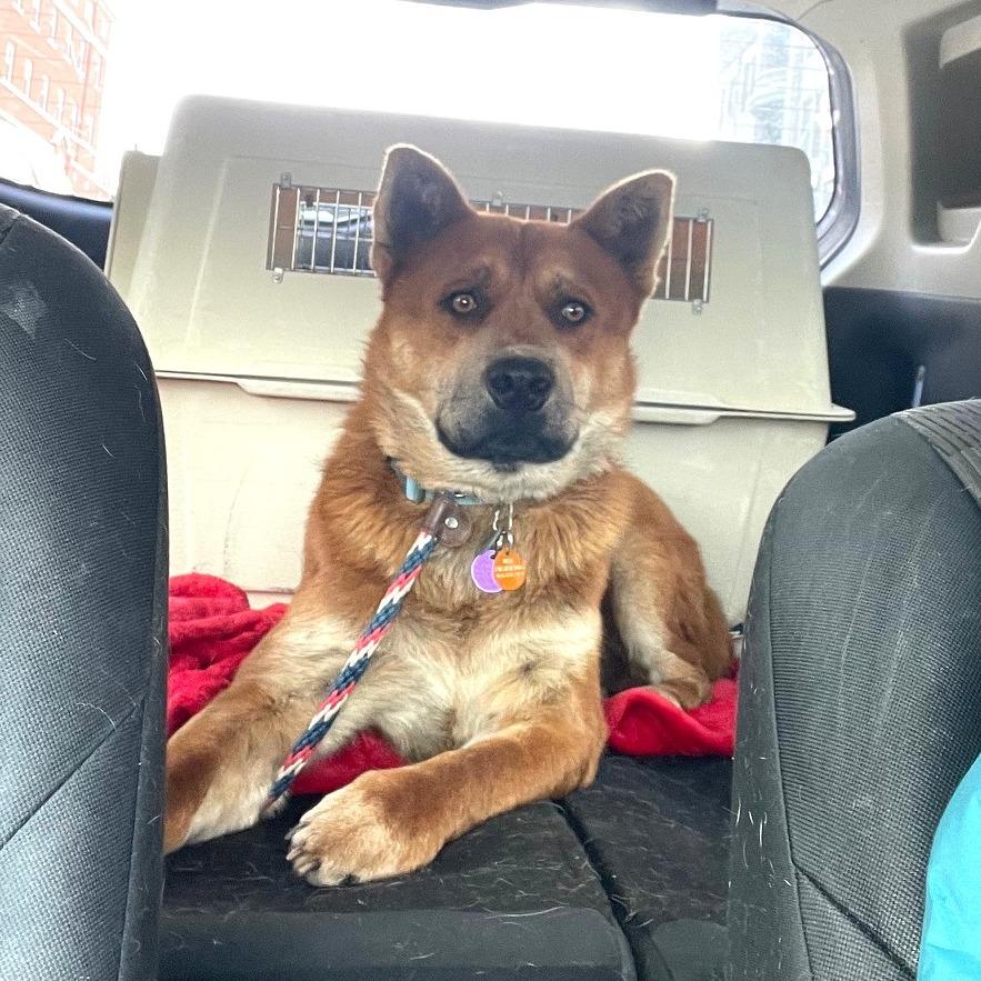 Enlarge Redmond, a Adoptable Mixed Breed in Prescott, AZ image 4/6