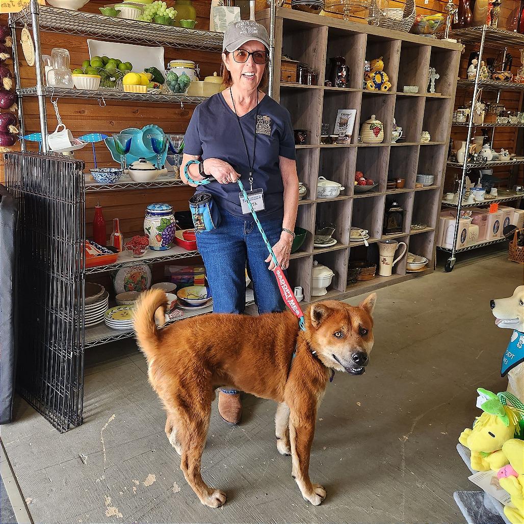 Enlarge Redmond, a Adoptable Mixed Breed in Prescott, AZ image 6/6