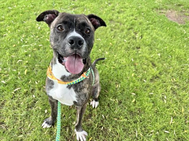 ELVIRO, Adoptable, Adult Male Pit Bull Terrier.