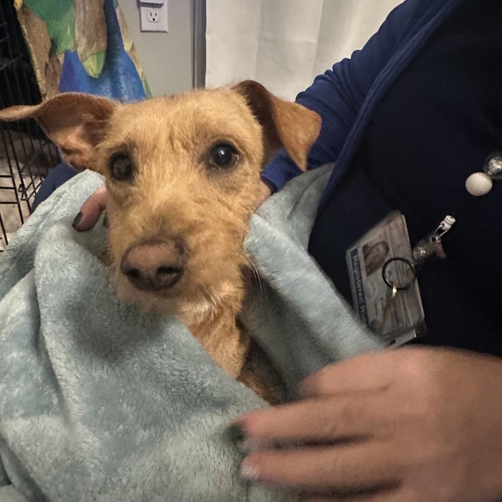 Ralphie, Adoptable, Young Male Terrier.
