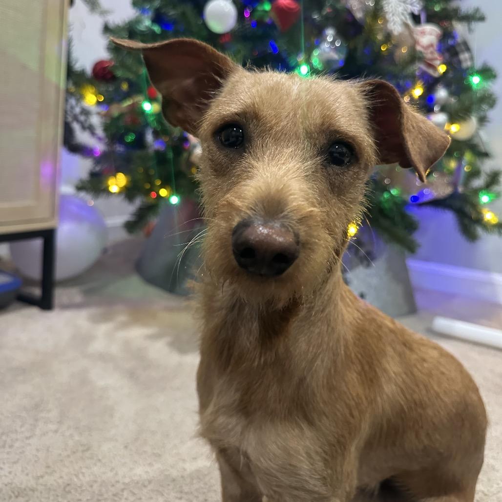 Ralphie, a Adoptable Terrier in Rockville, MD image 2/2