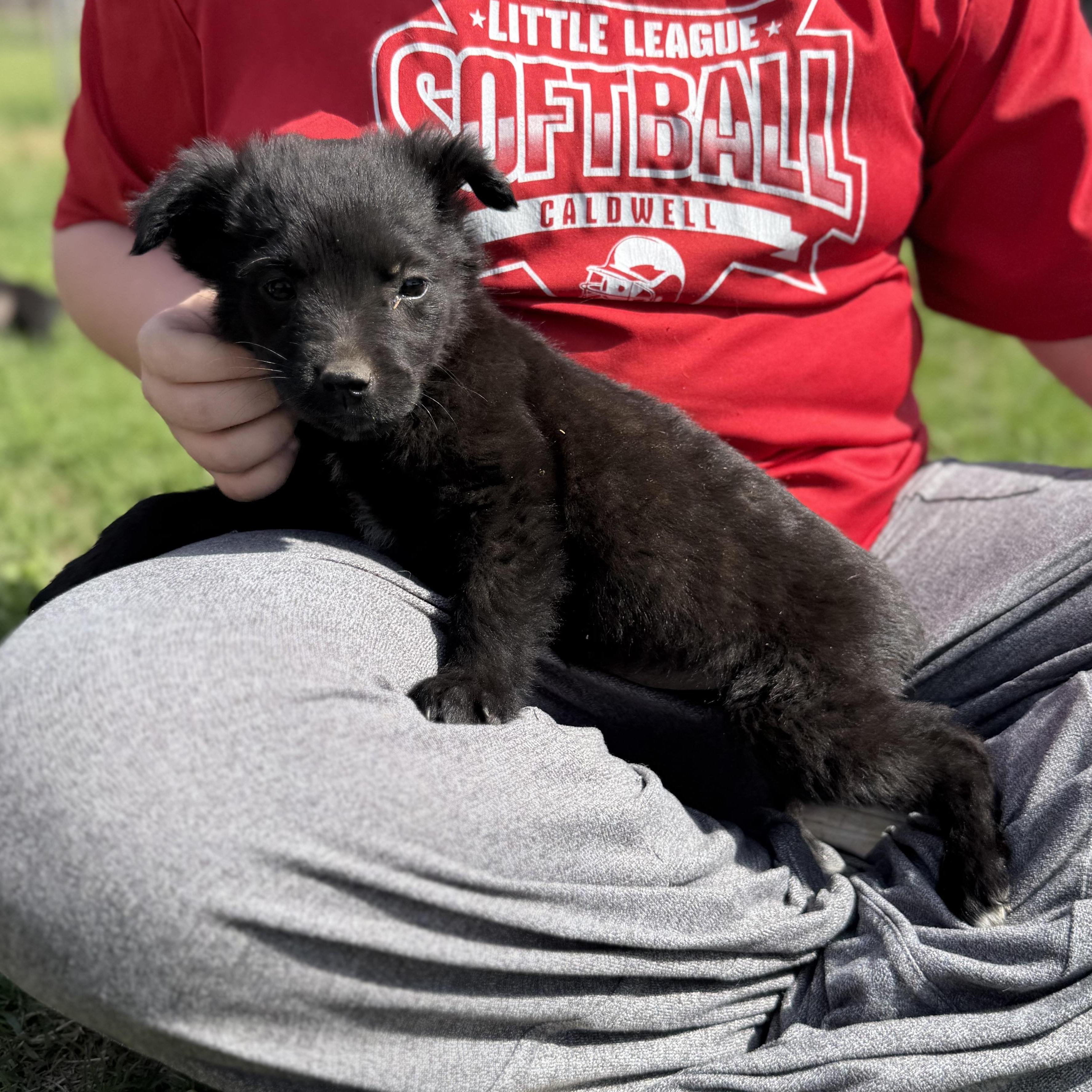 Libra — thumbnail 4