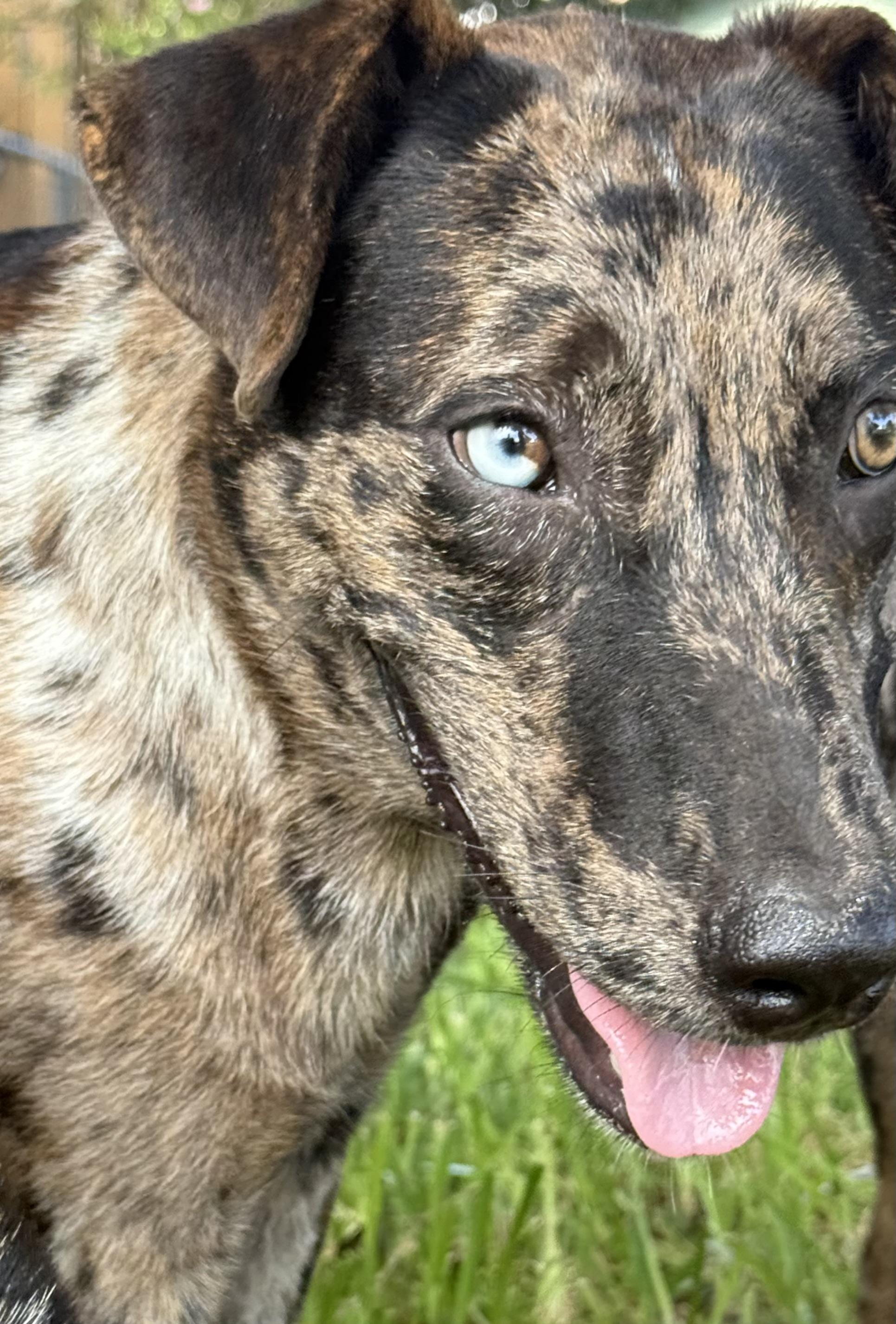 Enlarge Sharkey - TX, a ADOPTABLE Catahoula Leopard Dog in Warren, ME image 4/6