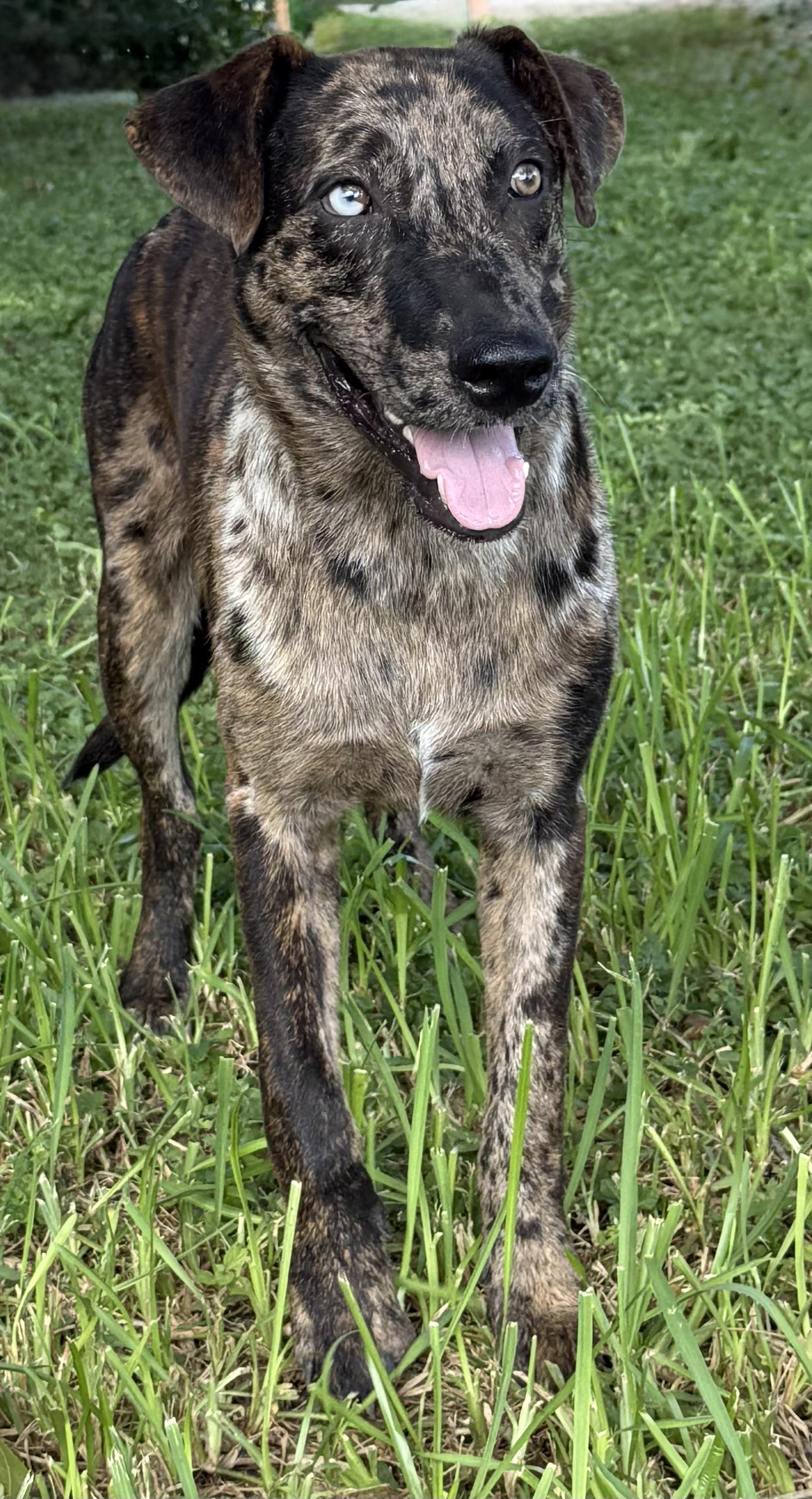 Enlarge Sharkey - TX, a ADOPTABLE Catahoula Leopard Dog in Warren, ME image 6/6