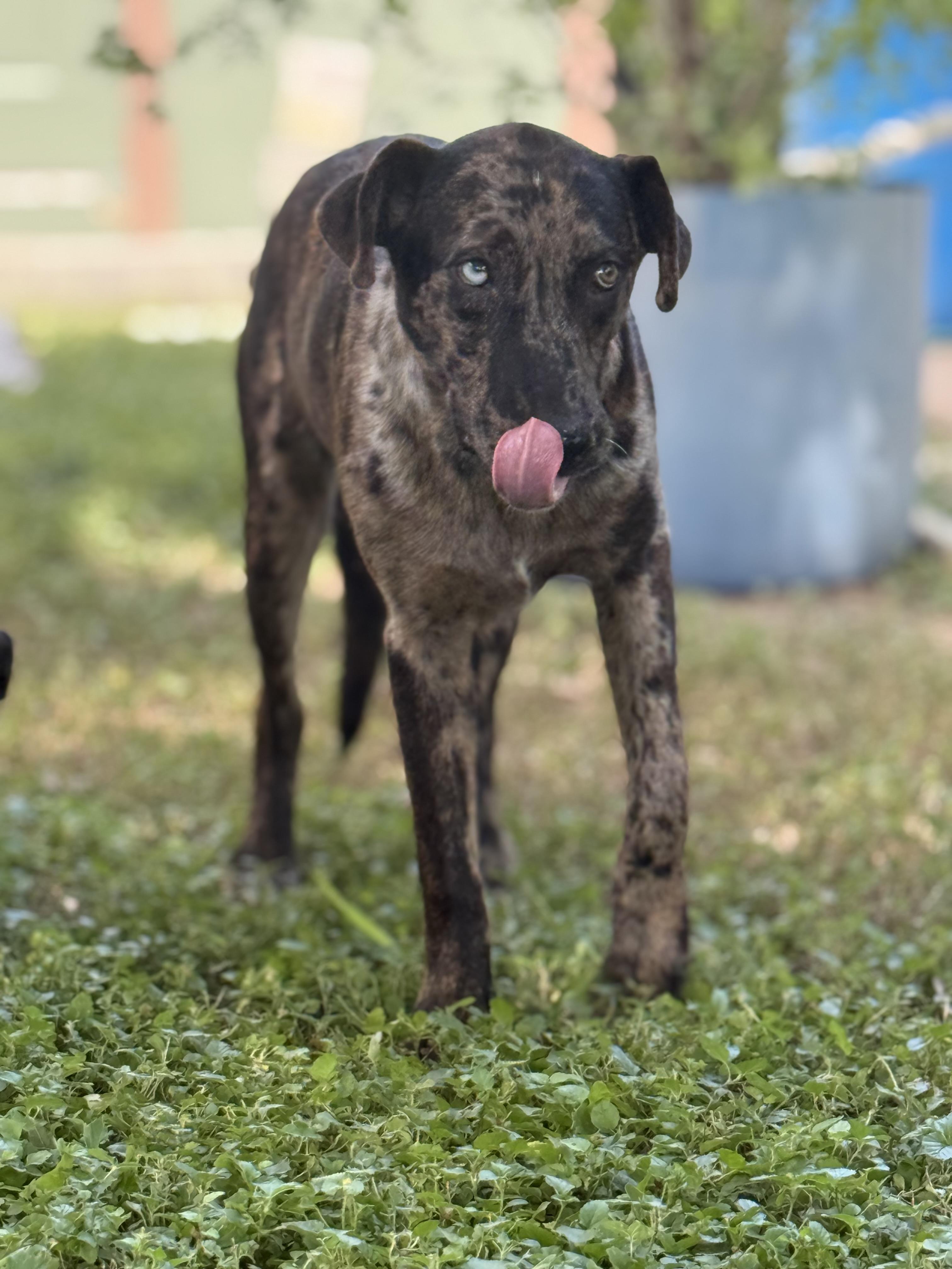 Enlarge Sharkey - TX, a ADOPTABLE Catahoula Leopard Dog in Warren, ME image 2/6
