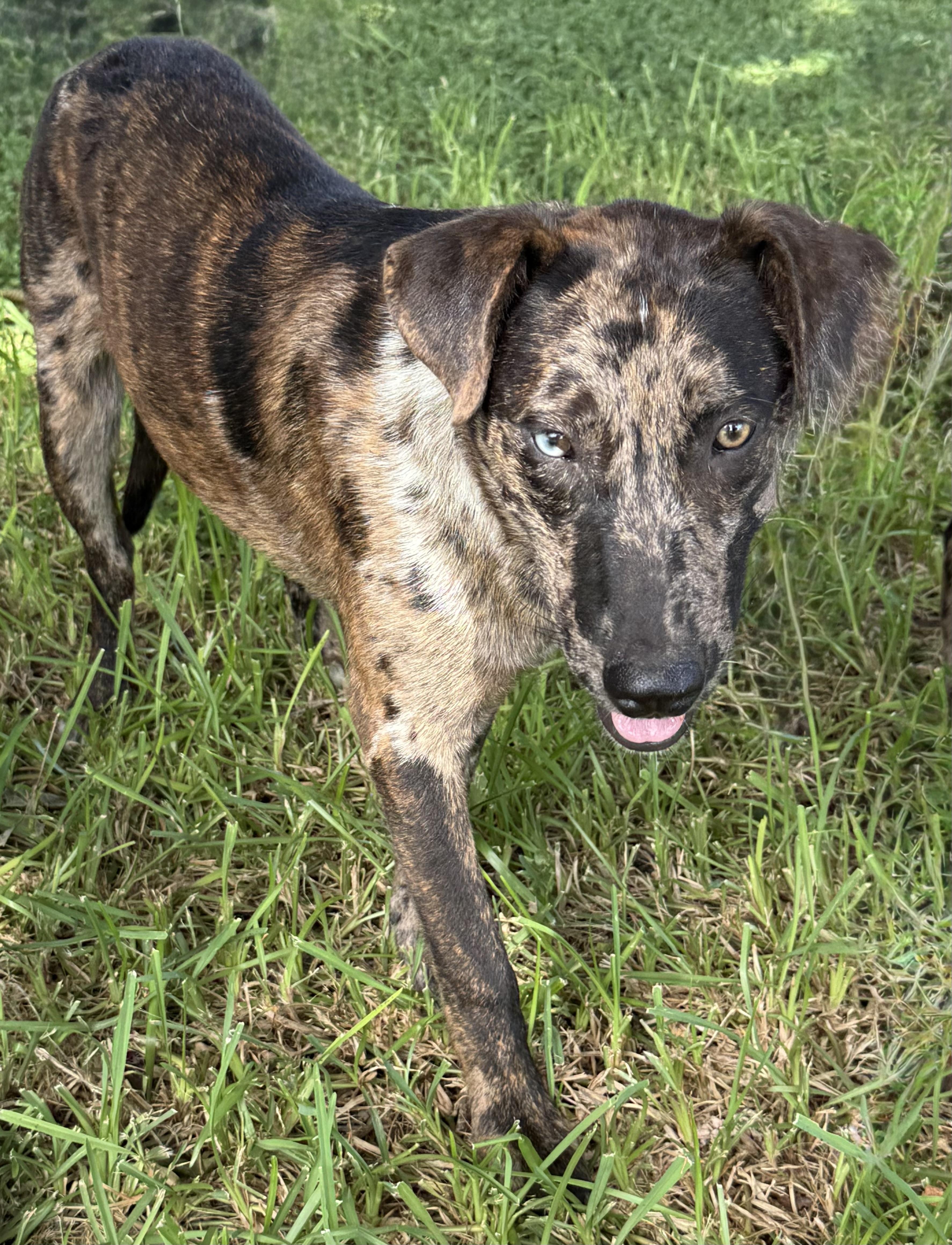 Enlarge Sharkey - TX, a ADOPTABLE Catahoula Leopard Dog in Warren, ME image 5/6