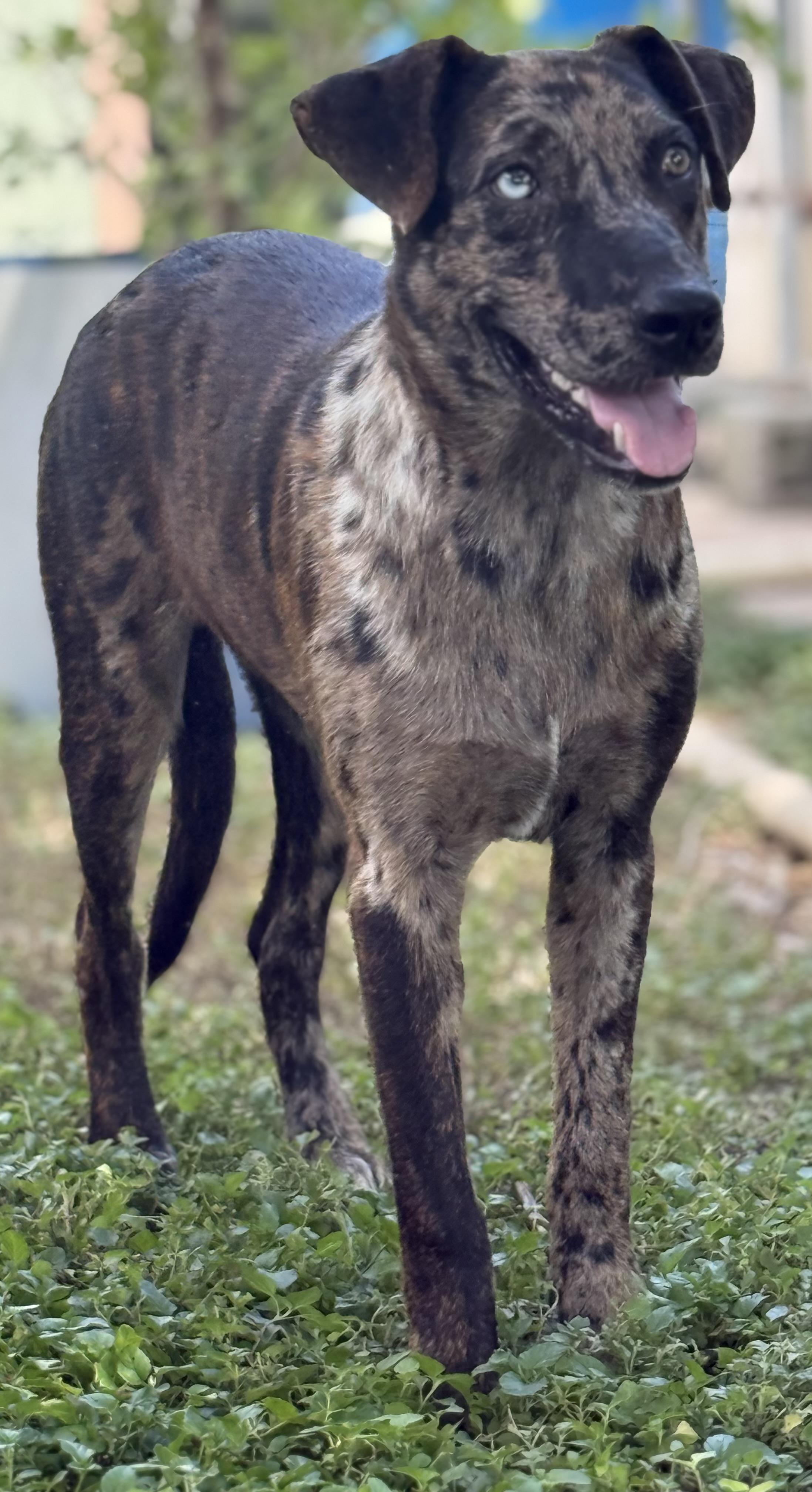 Enlarge Sharkey - TX, a ADOPTABLE Catahoula Leopard Dog in Warren, ME image 3/6
