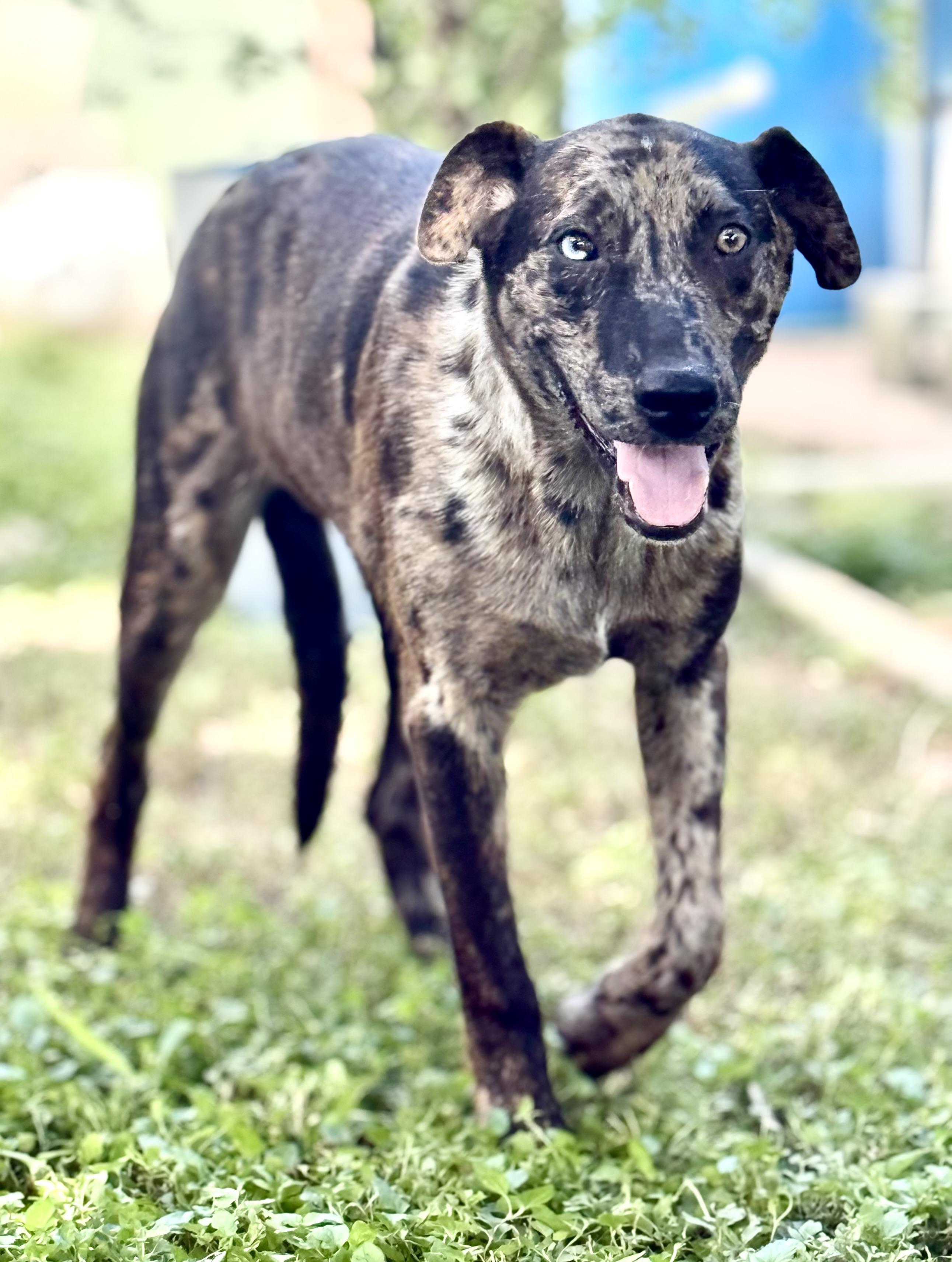 Enlarge Sharkey - TX, a ADOPTABLE Catahoula Leopard Dog in Warren, ME image 1/6