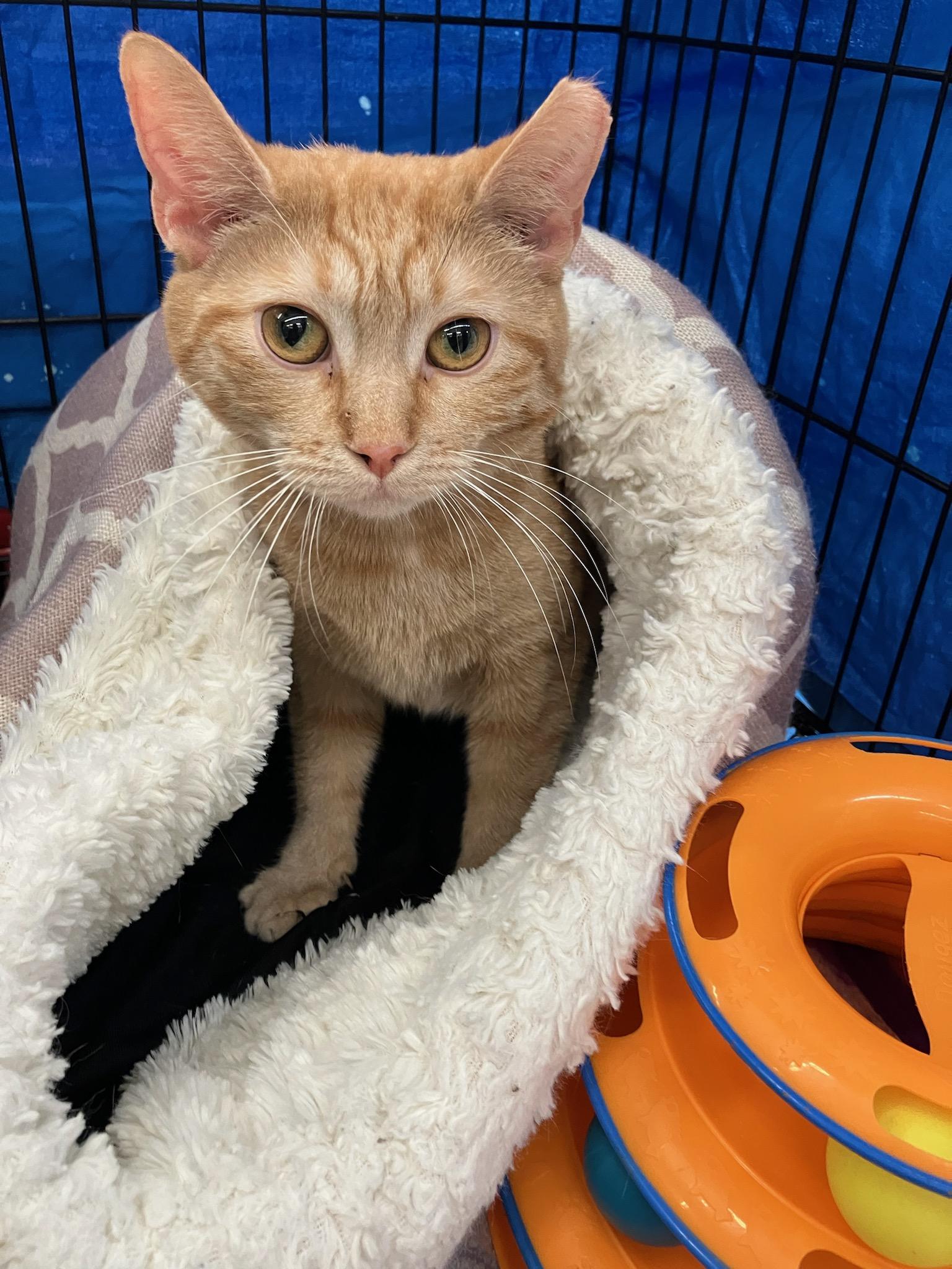 Peaches, a Adoptable Domestic Short Hair in Indianapolis, IN image 3/6