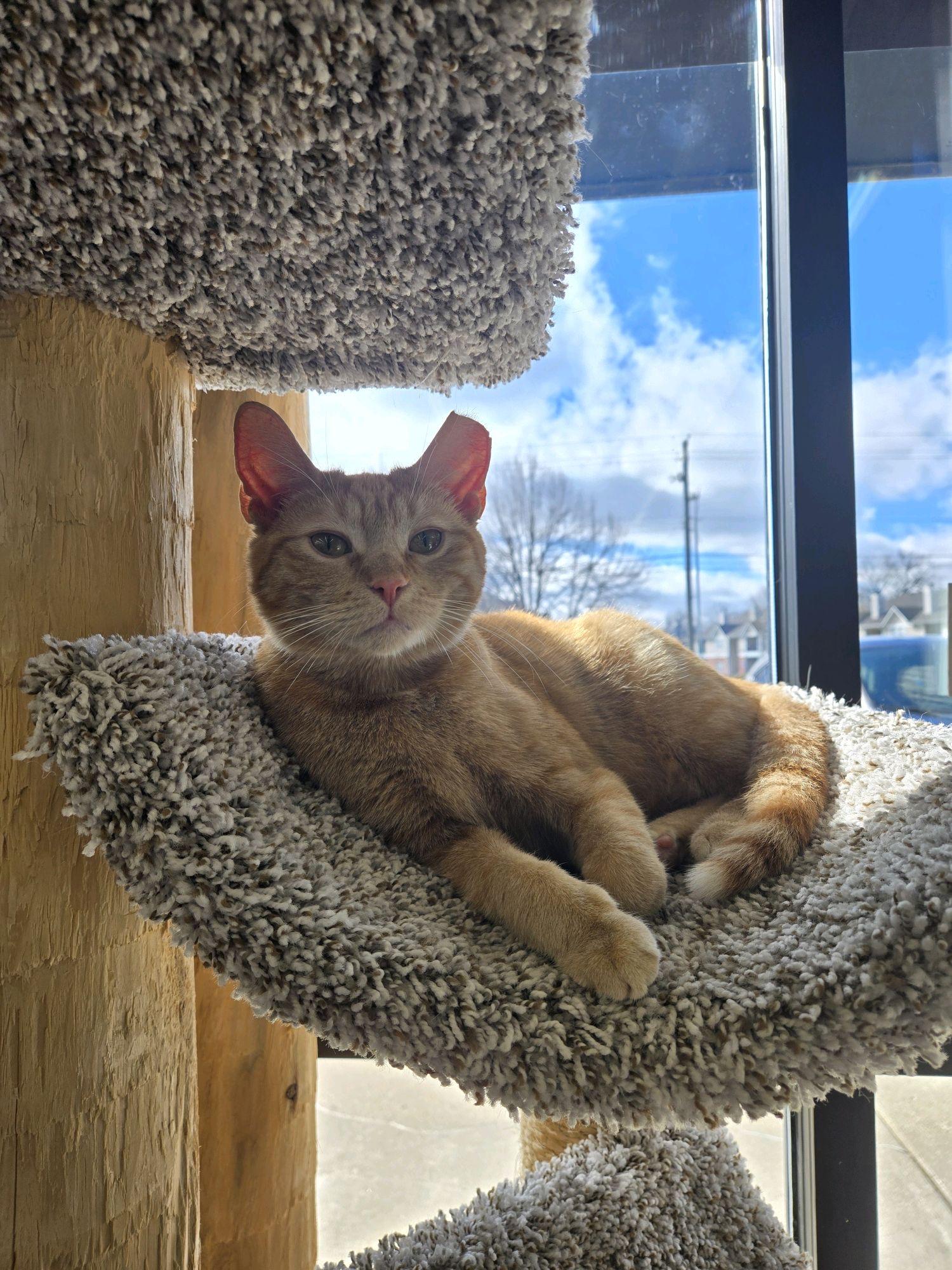 Peaches, a Adoptable Domestic Short Hair in Indianapolis, IN image 6/6