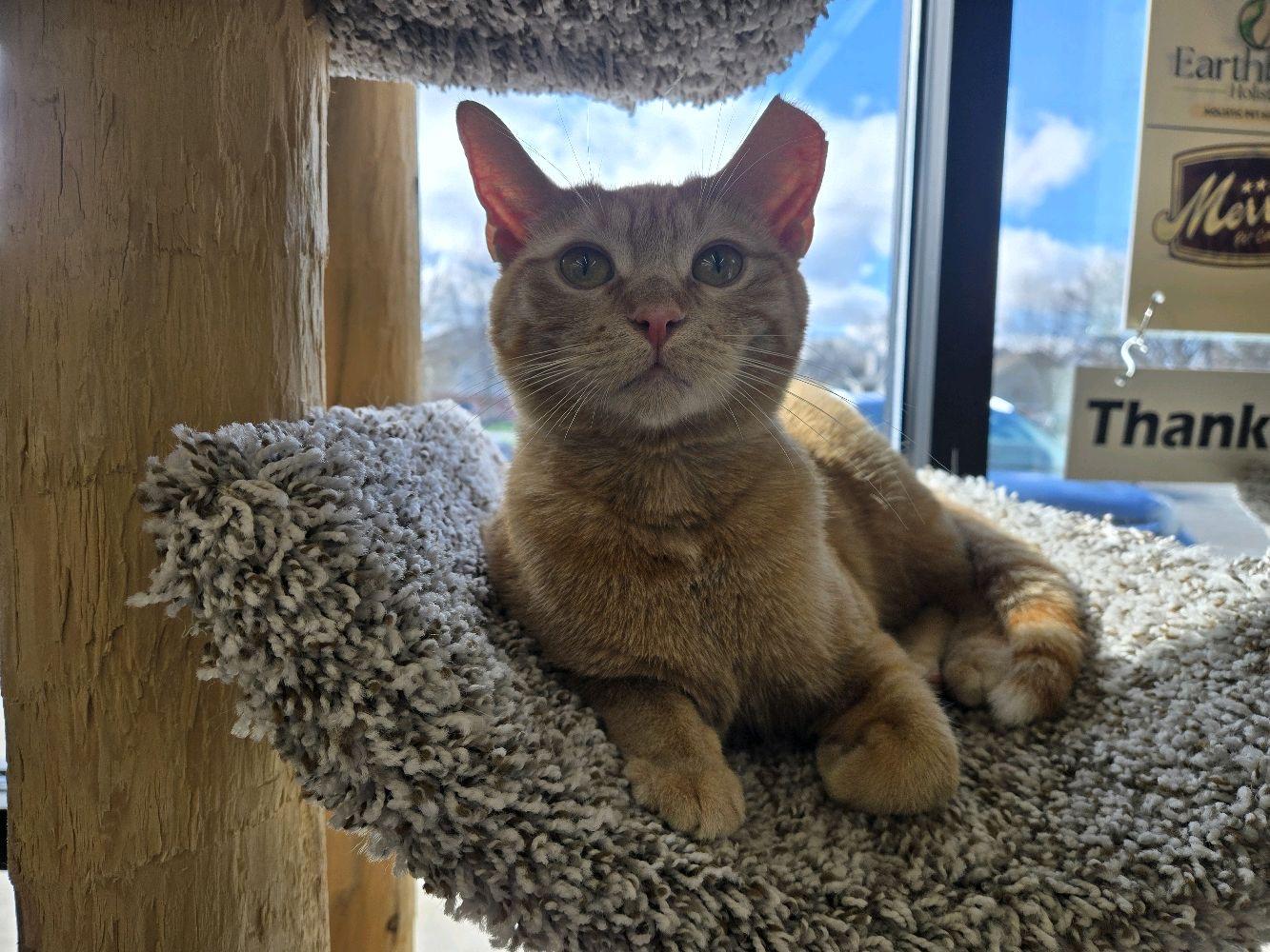 Peaches, a Adoptable Domestic Short Hair in Indianapolis, IN image 5/6