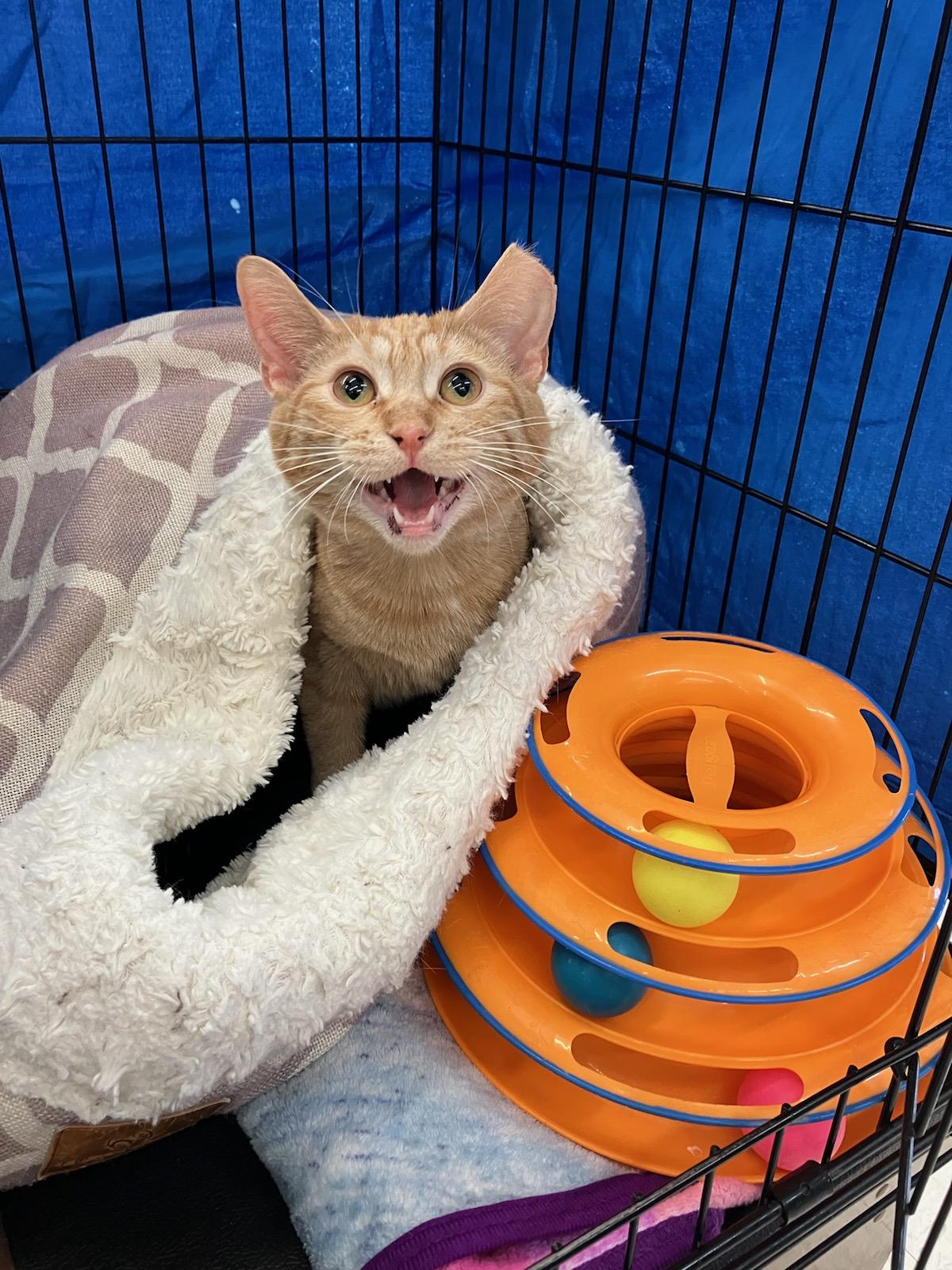 Peaches, a Adoptable Domestic Short Hair in Indianapolis, IN image 2/6