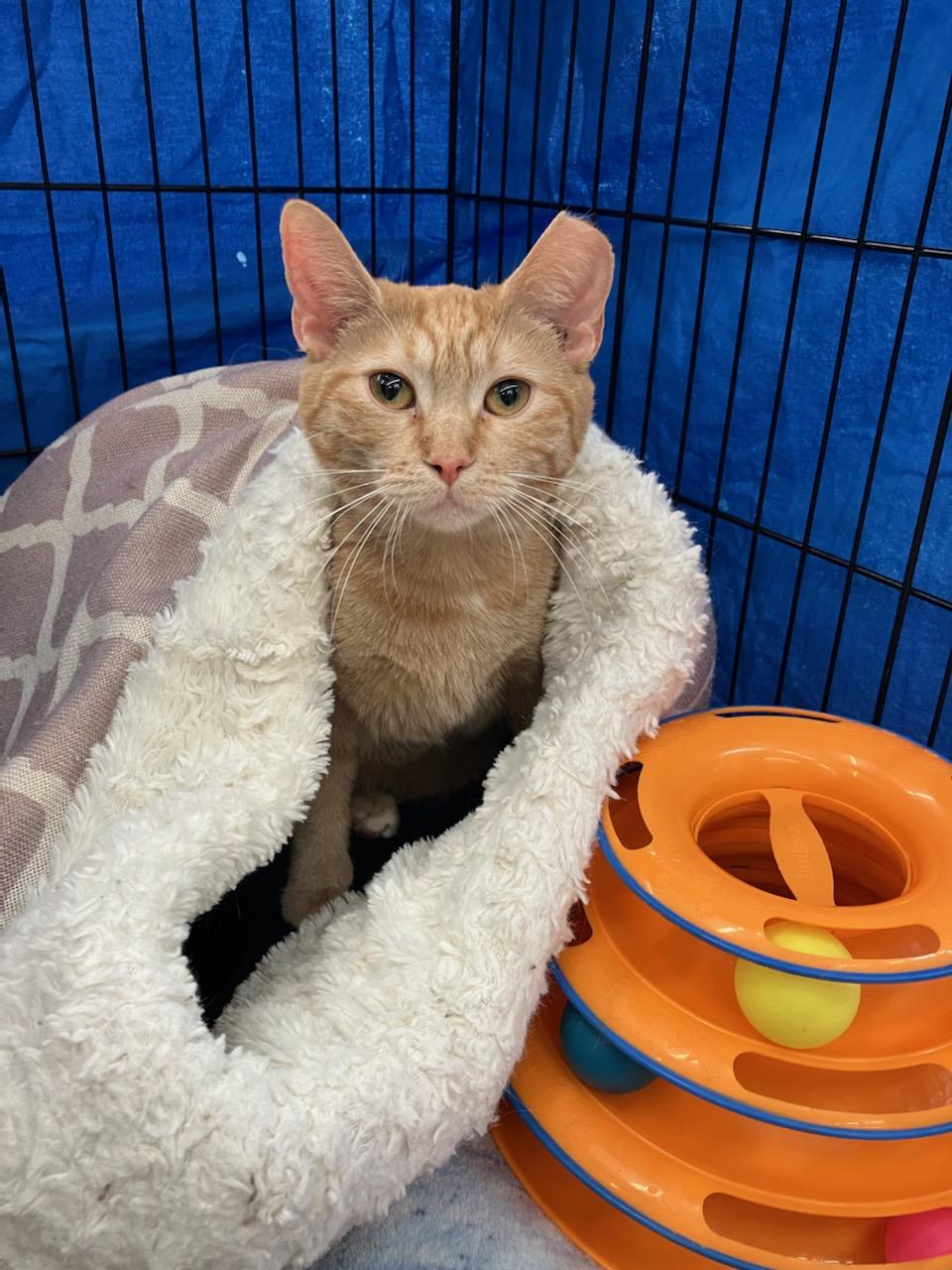 Peaches, a Adoptable Domestic Short Hair in Indianapolis, IN image 4/6